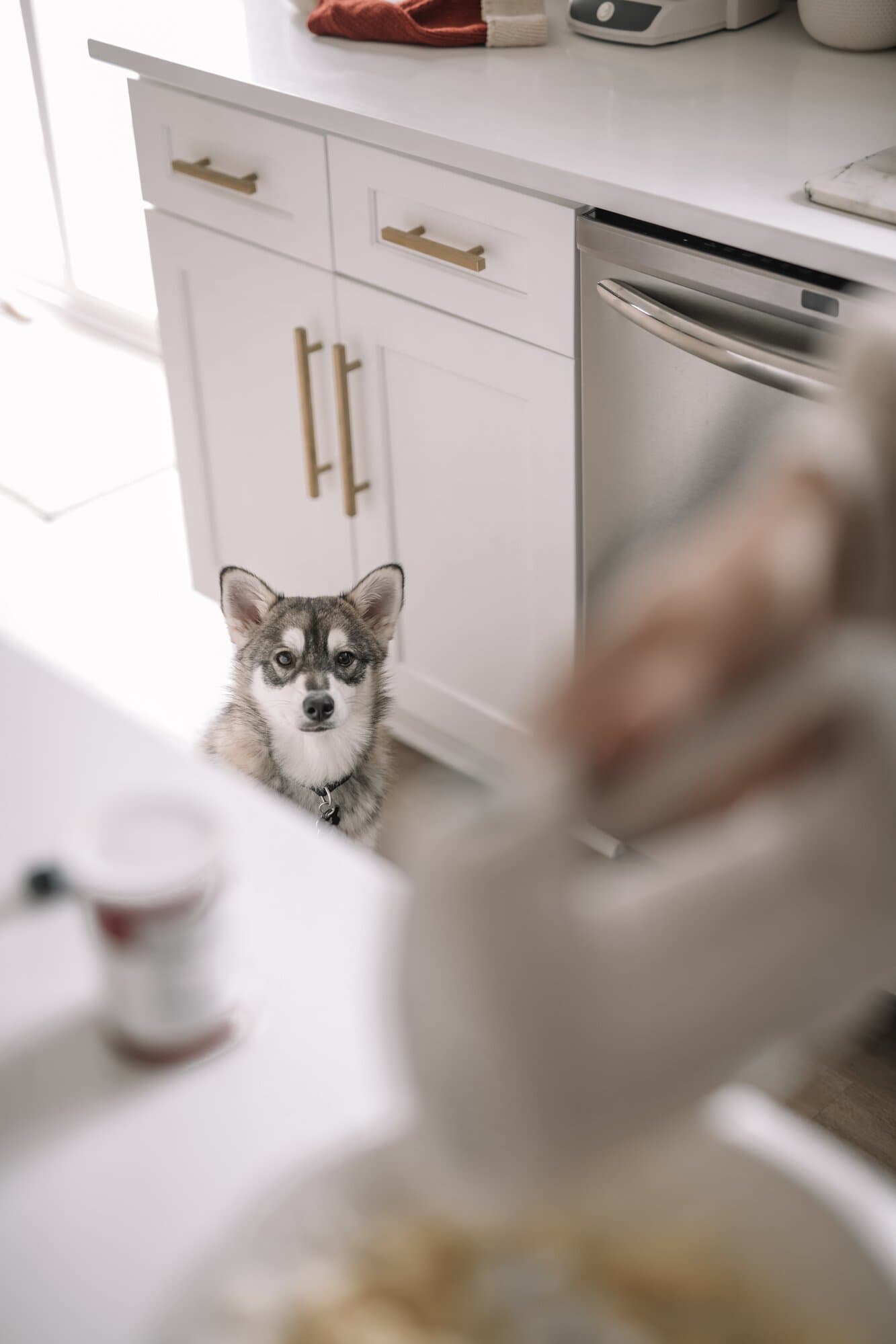 dog watching dog watching