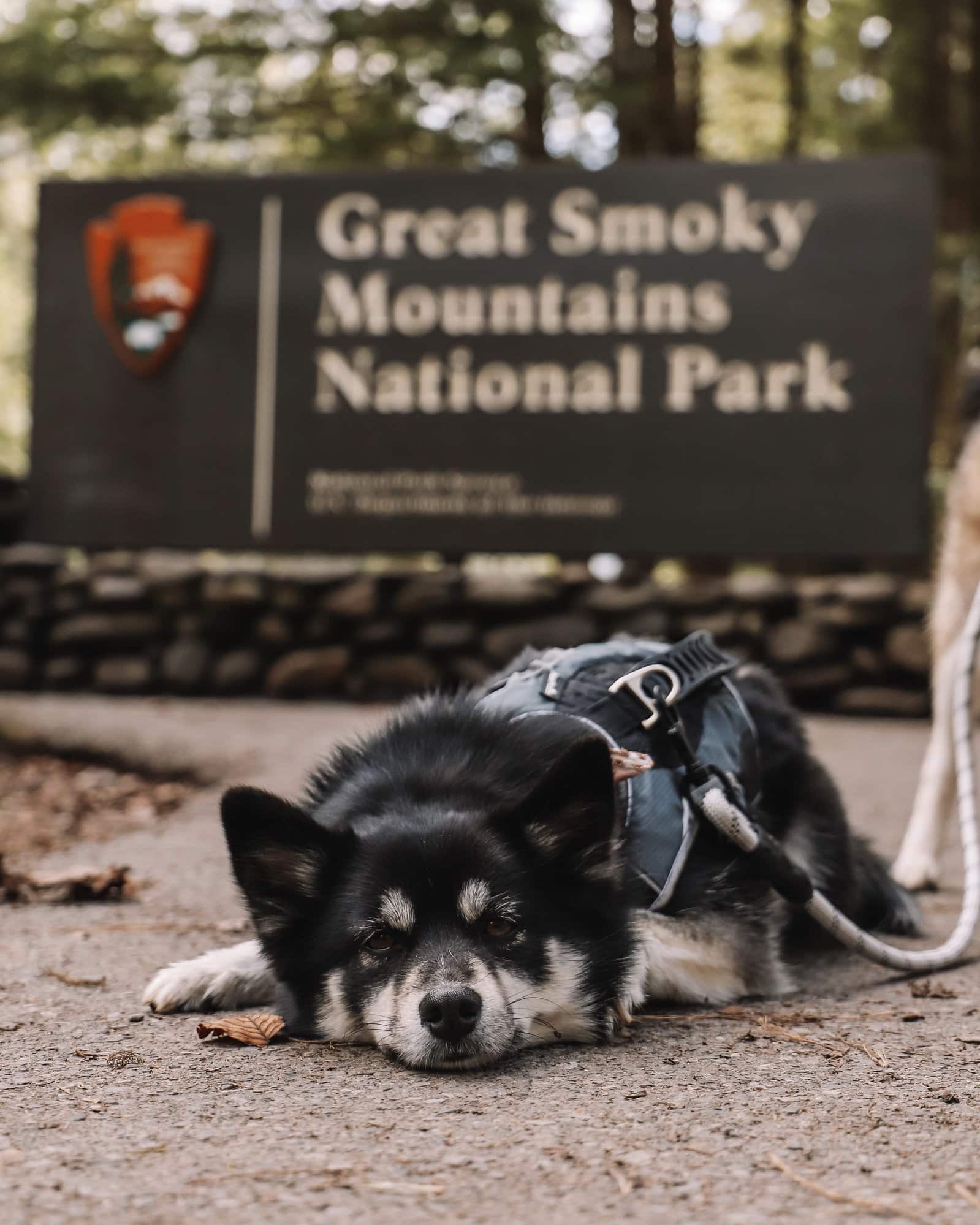 dog at Great Smoky Mountains