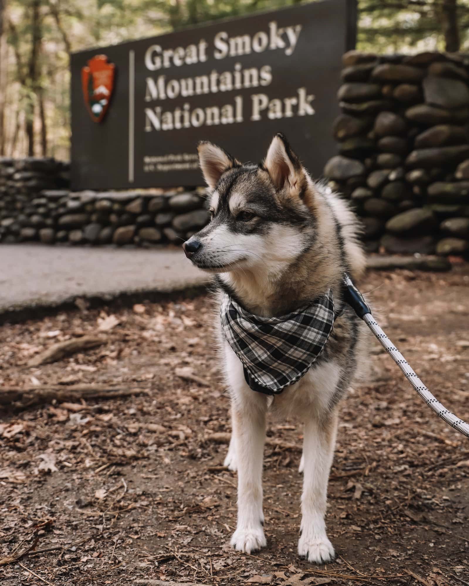 dogs hiking trip