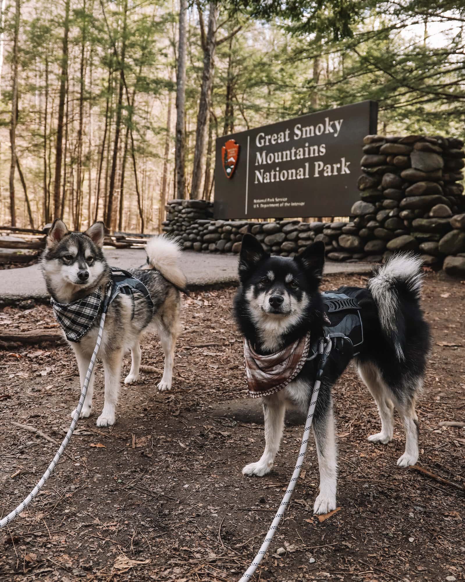 dogs at Great Smoky Mountains