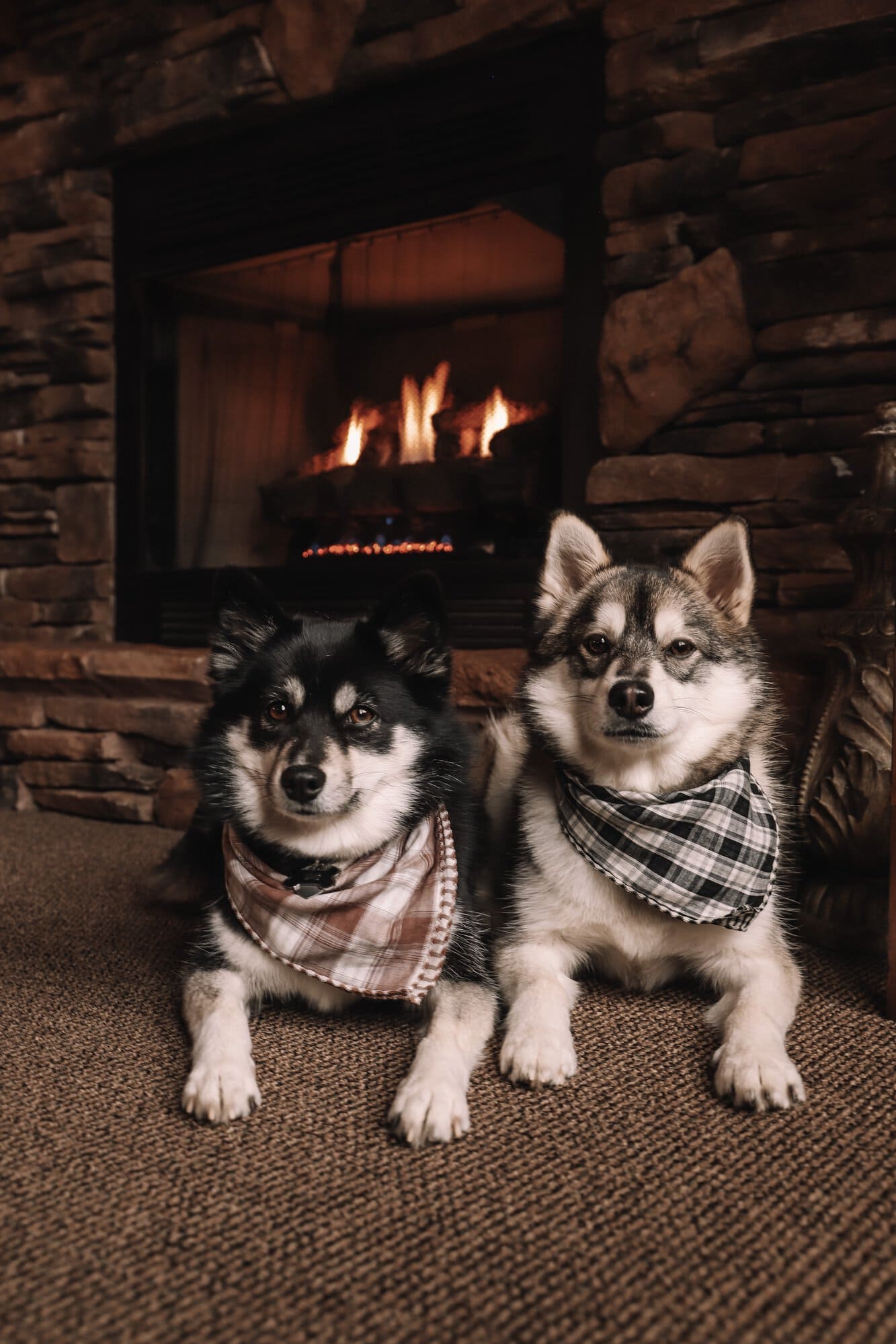 dogs by the fire