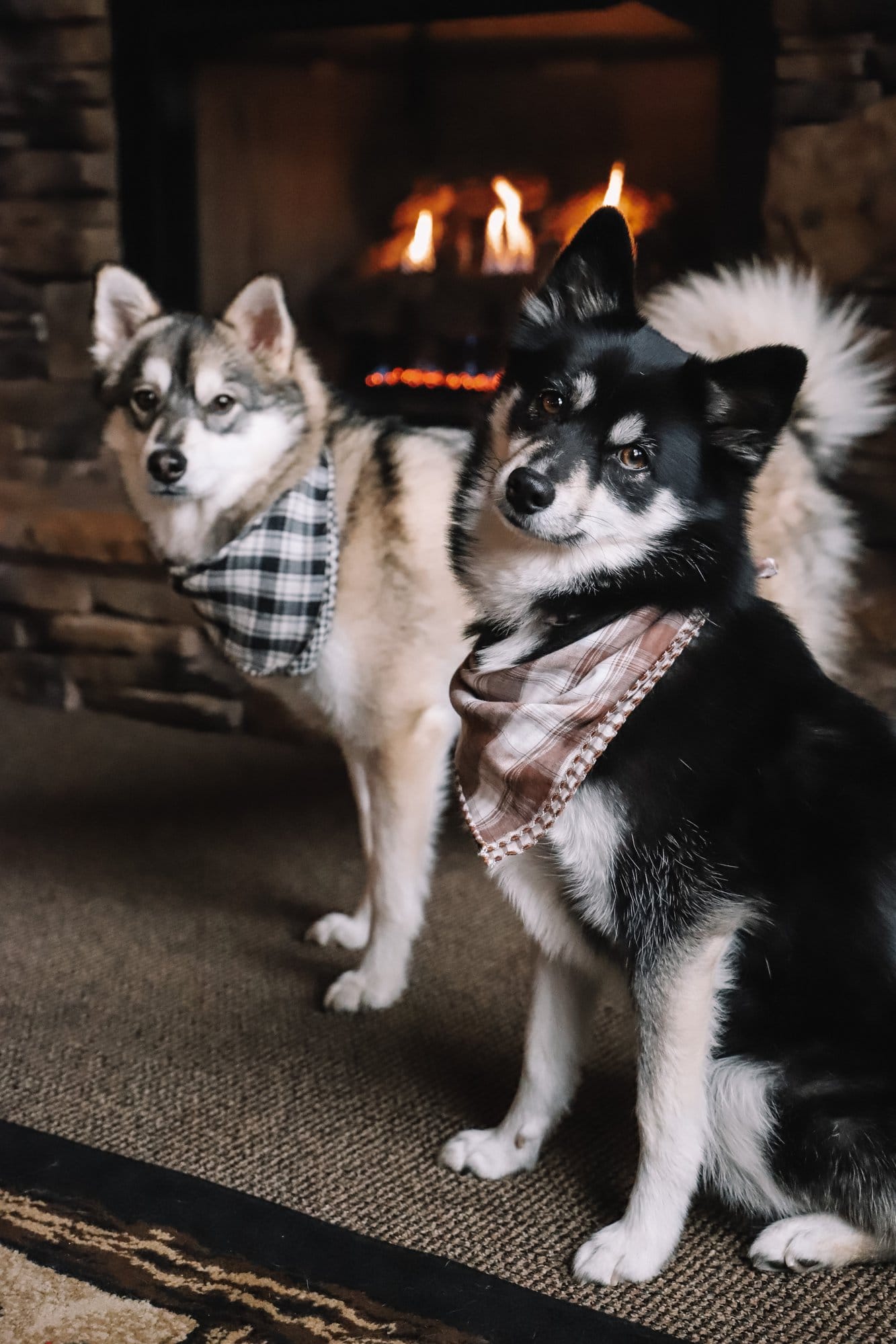 dogs by the fire