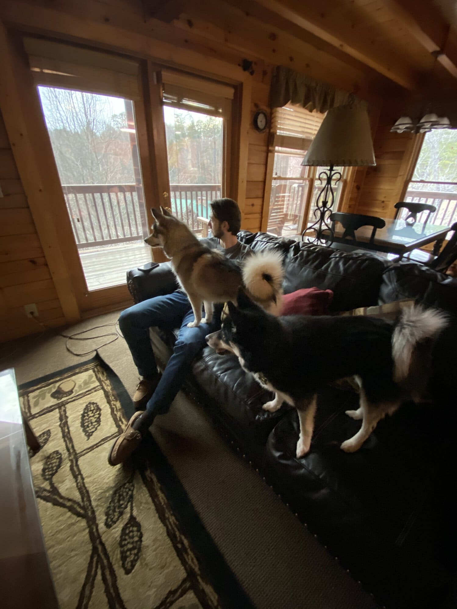 cabin with dogs