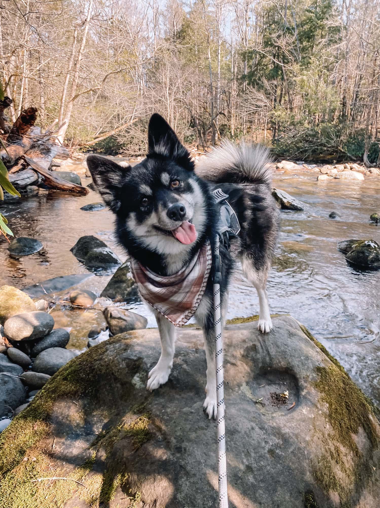 Great Smoky Mountains National Park with dogs