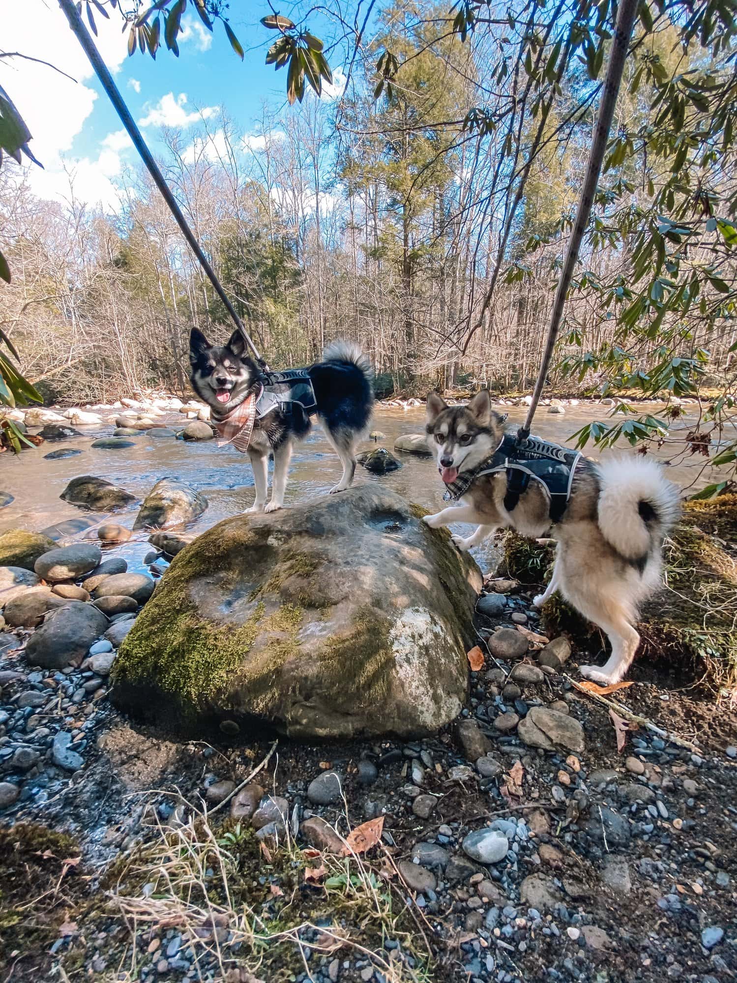 Great Smoky Mountains National Park with dogs