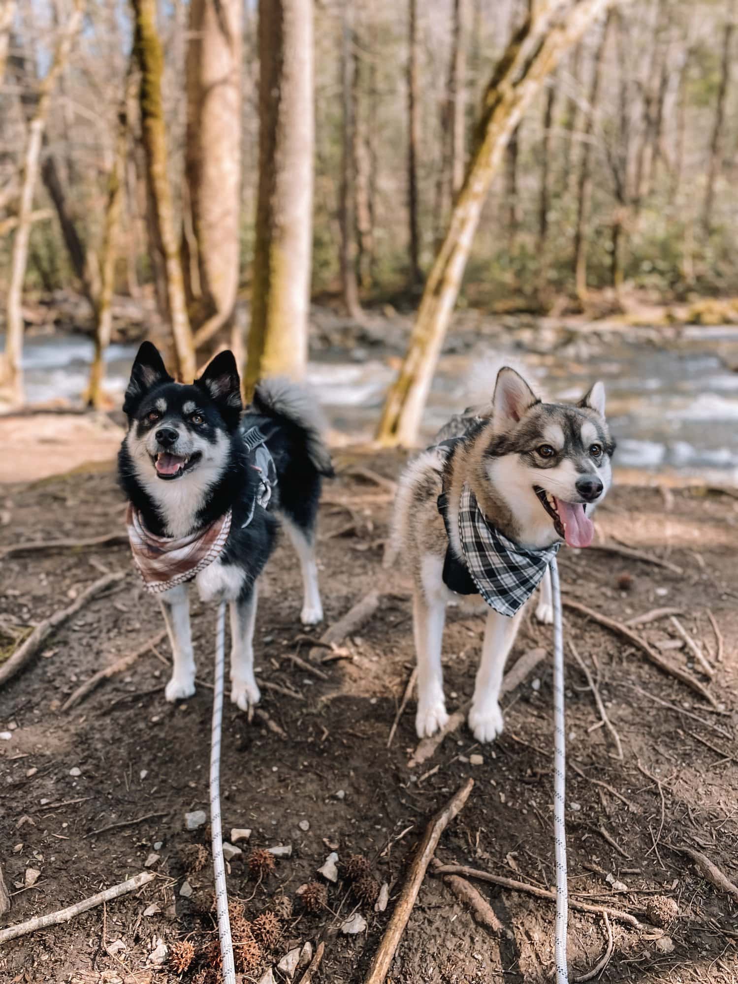 dogs with scarves