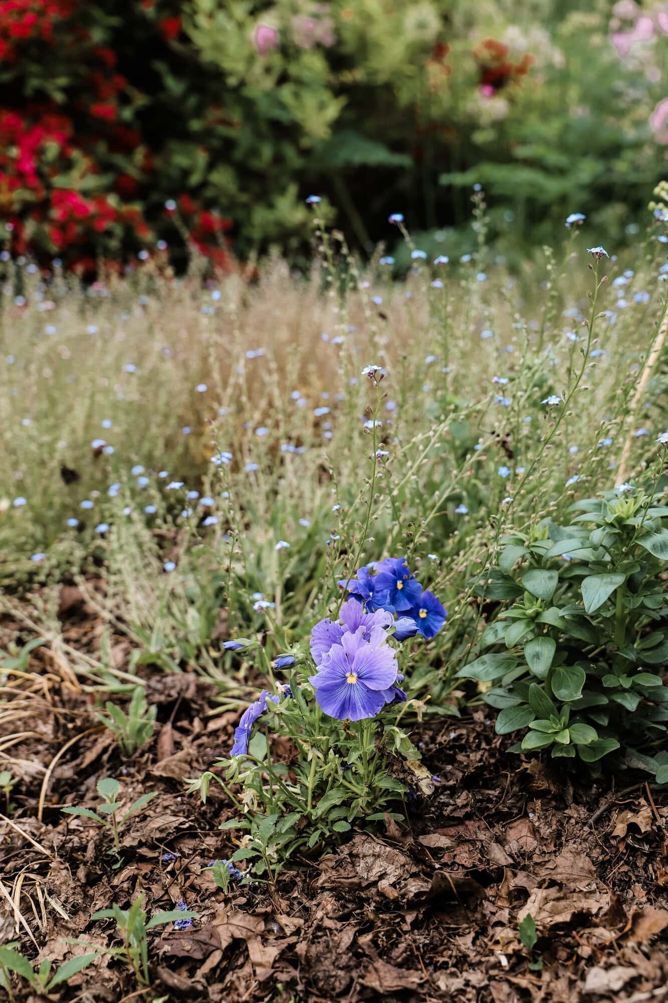 tiny flowers