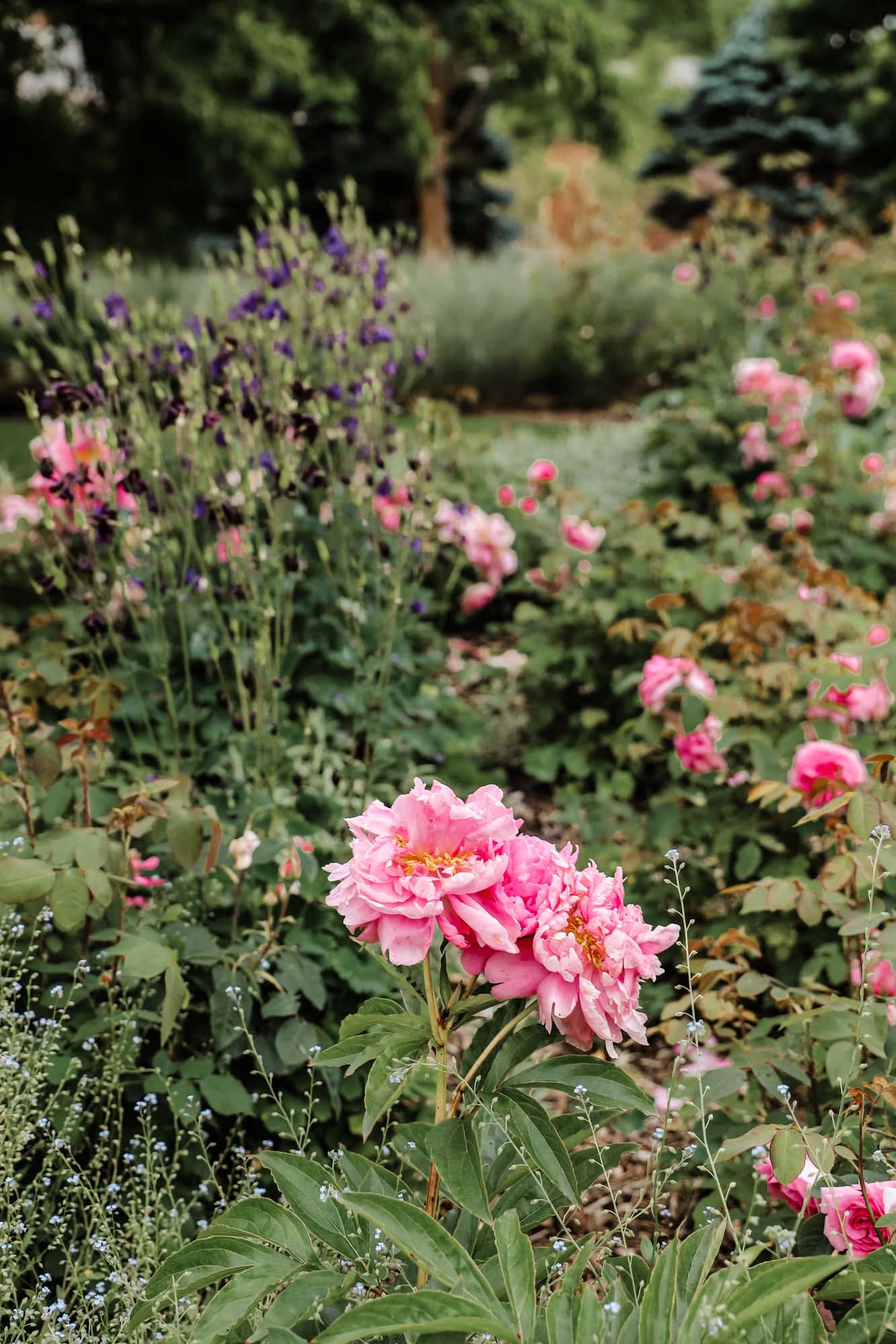 pink flowers