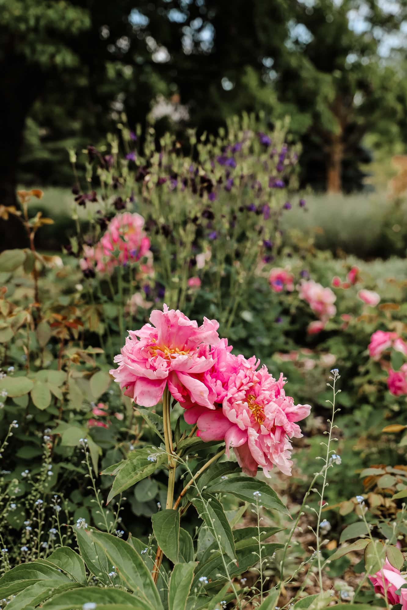 pink flowers blooming