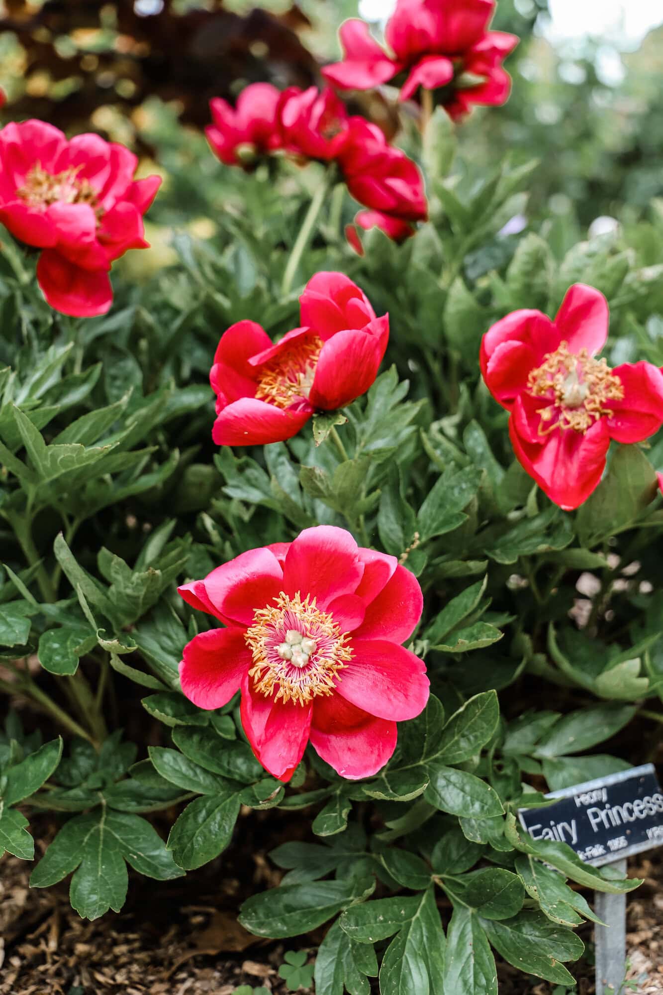 red tiny flowers