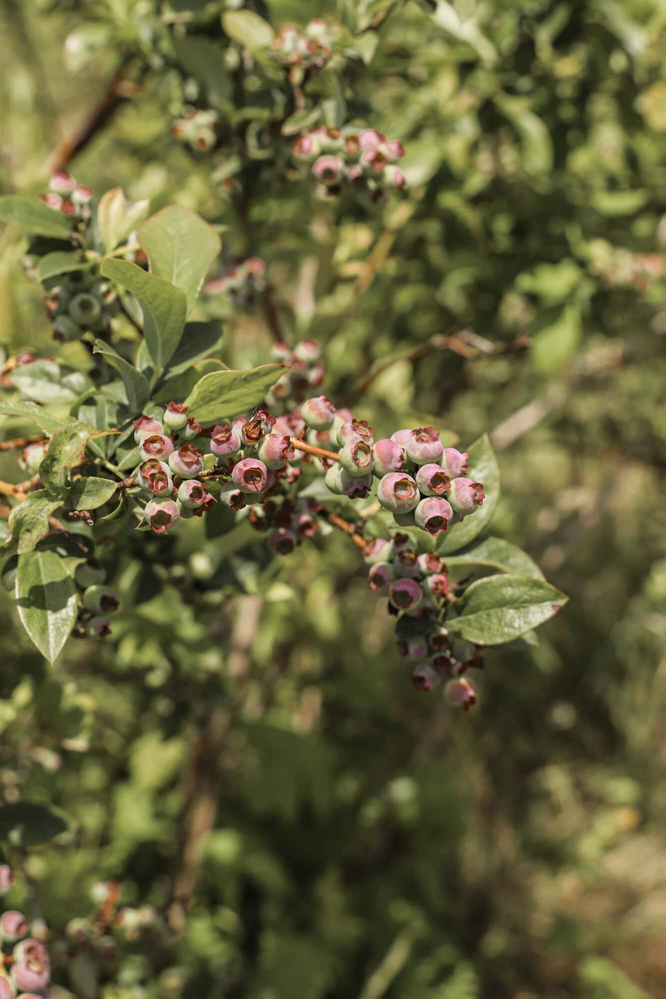 Blueberry Patch Spots To Visit In Mansfield