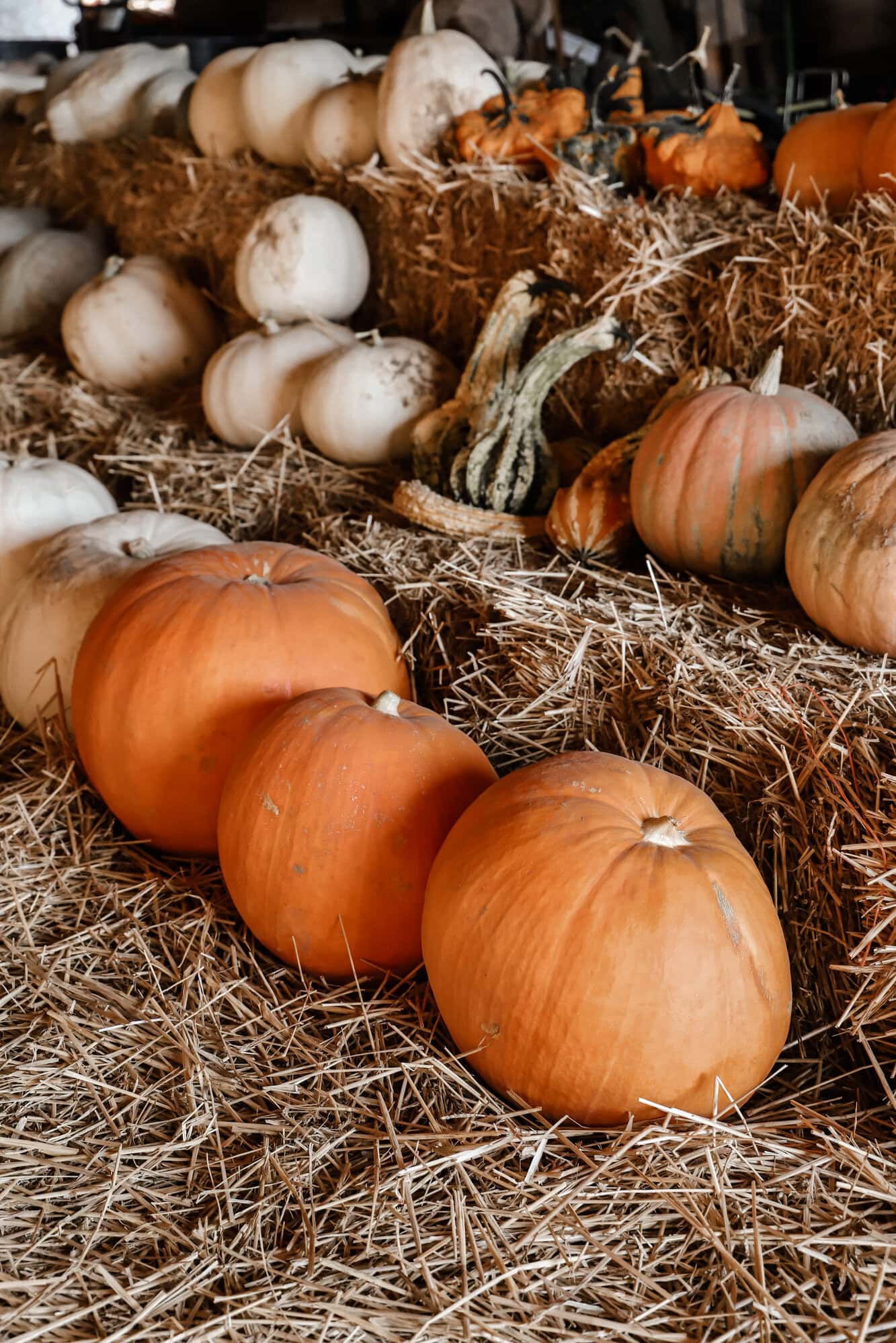 Piney Acres Farm | Indianapolis Apple Orchard & Pumpkin Patch Guide