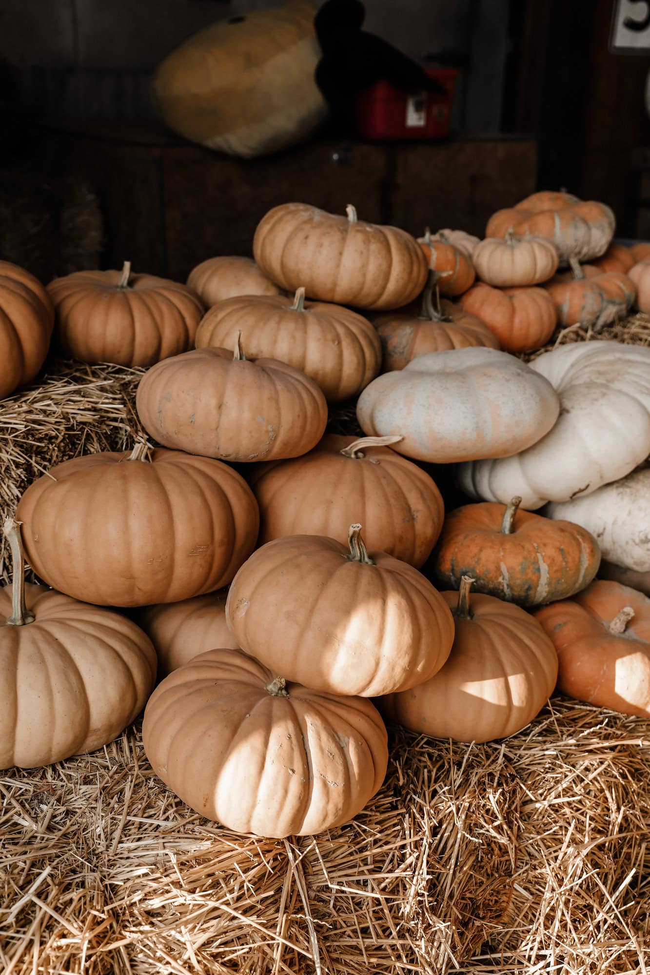 Piney Acres Farm | Indianapolis Apple Orchard & Pumpkin Patch Guide