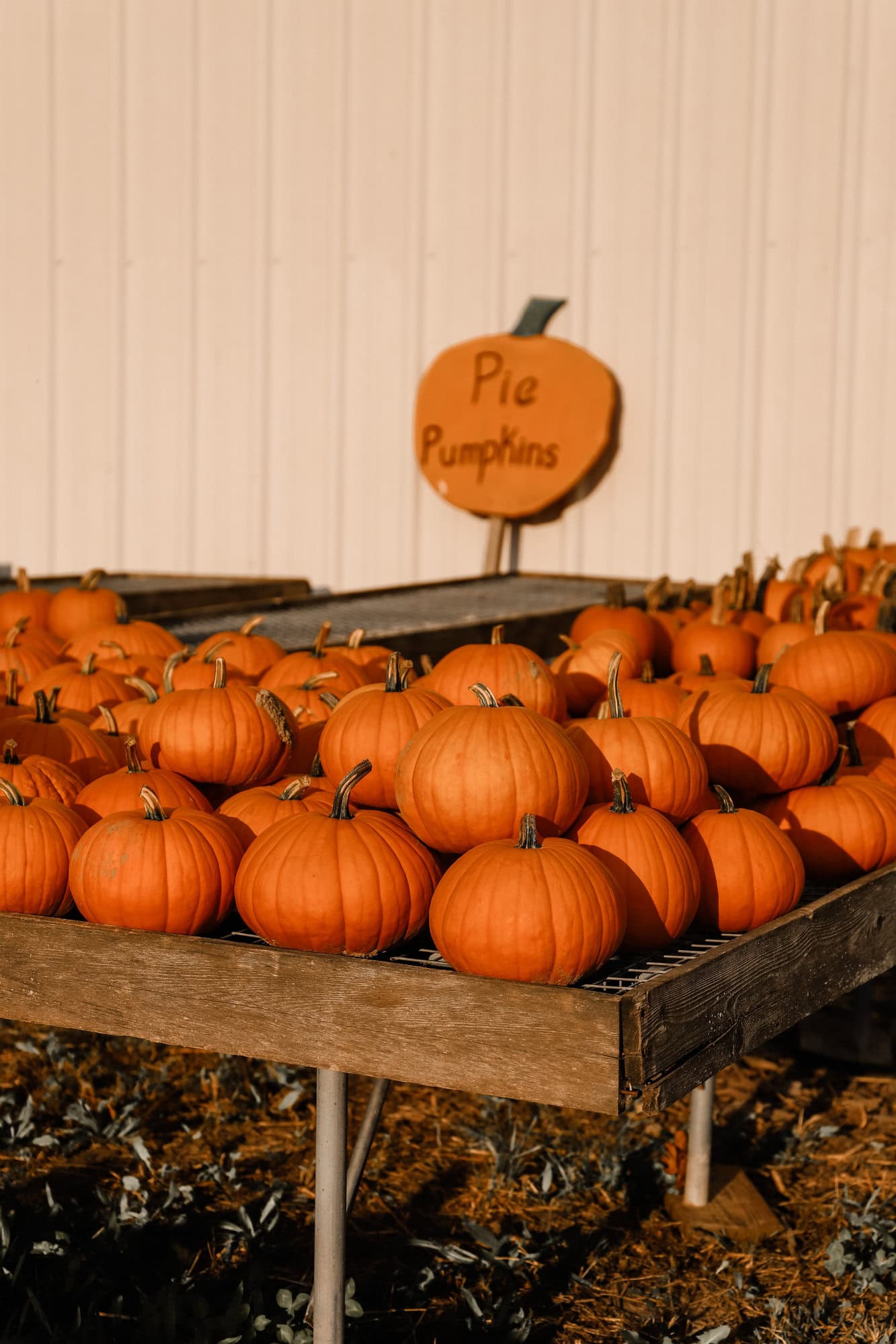 Piney Acres Farm | Indianapolis Apple Orchard & Pumpkin Patch Guide