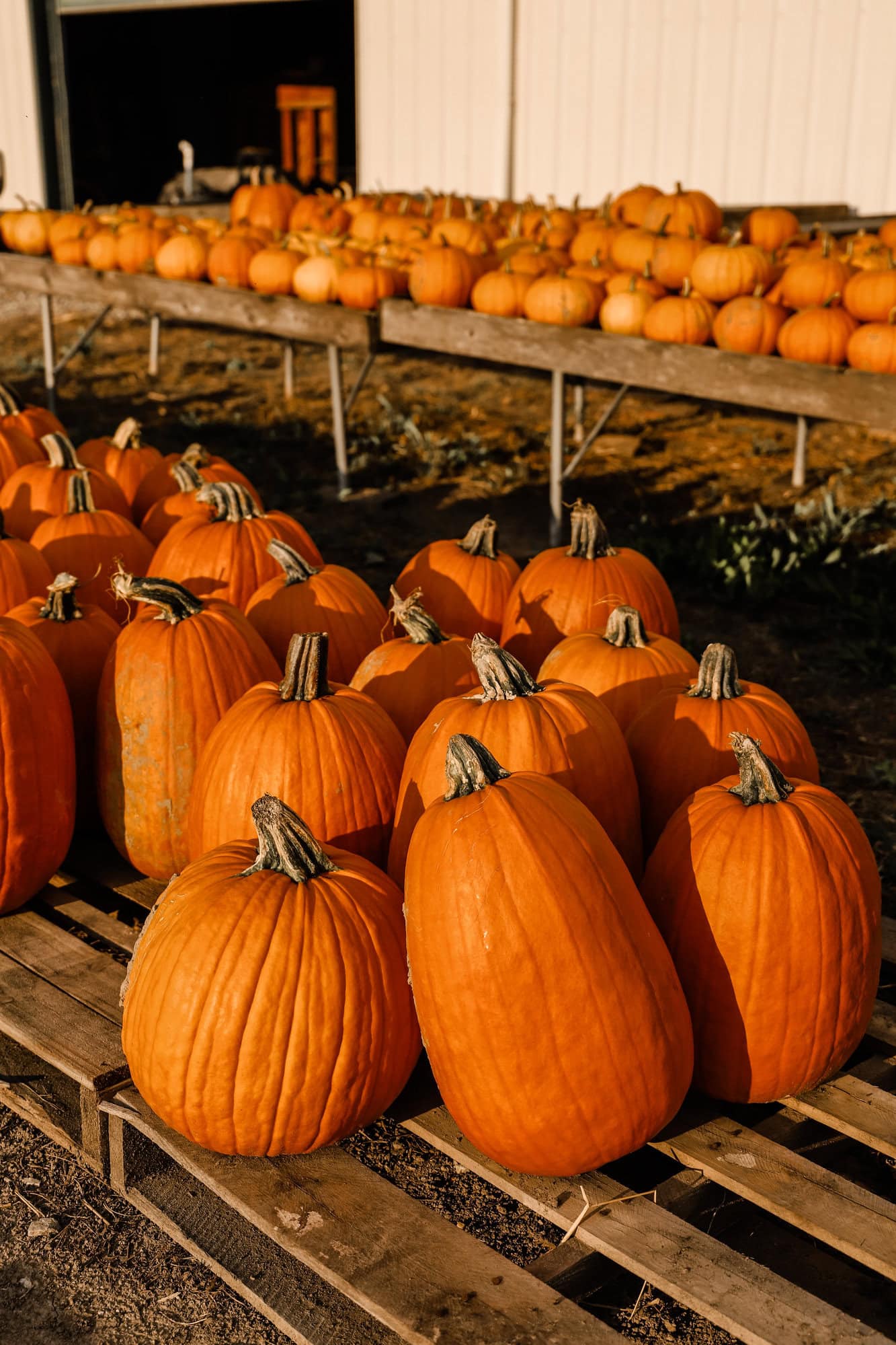 Piney Acres Farm | Indianapolis Apple Orchard & Pumpkin Patch Guide