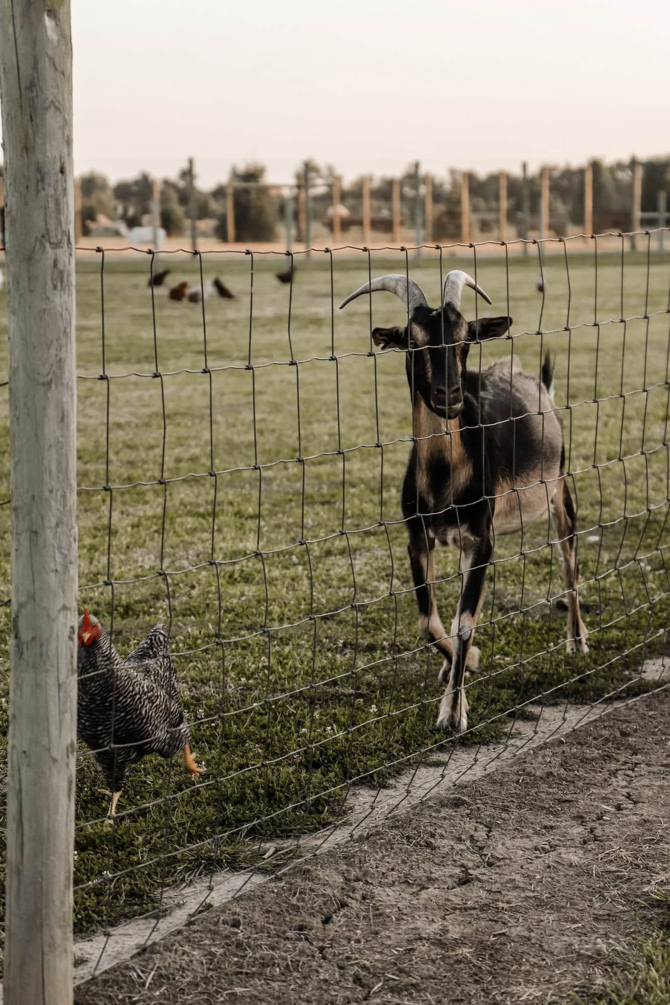 Piney Acres Farm