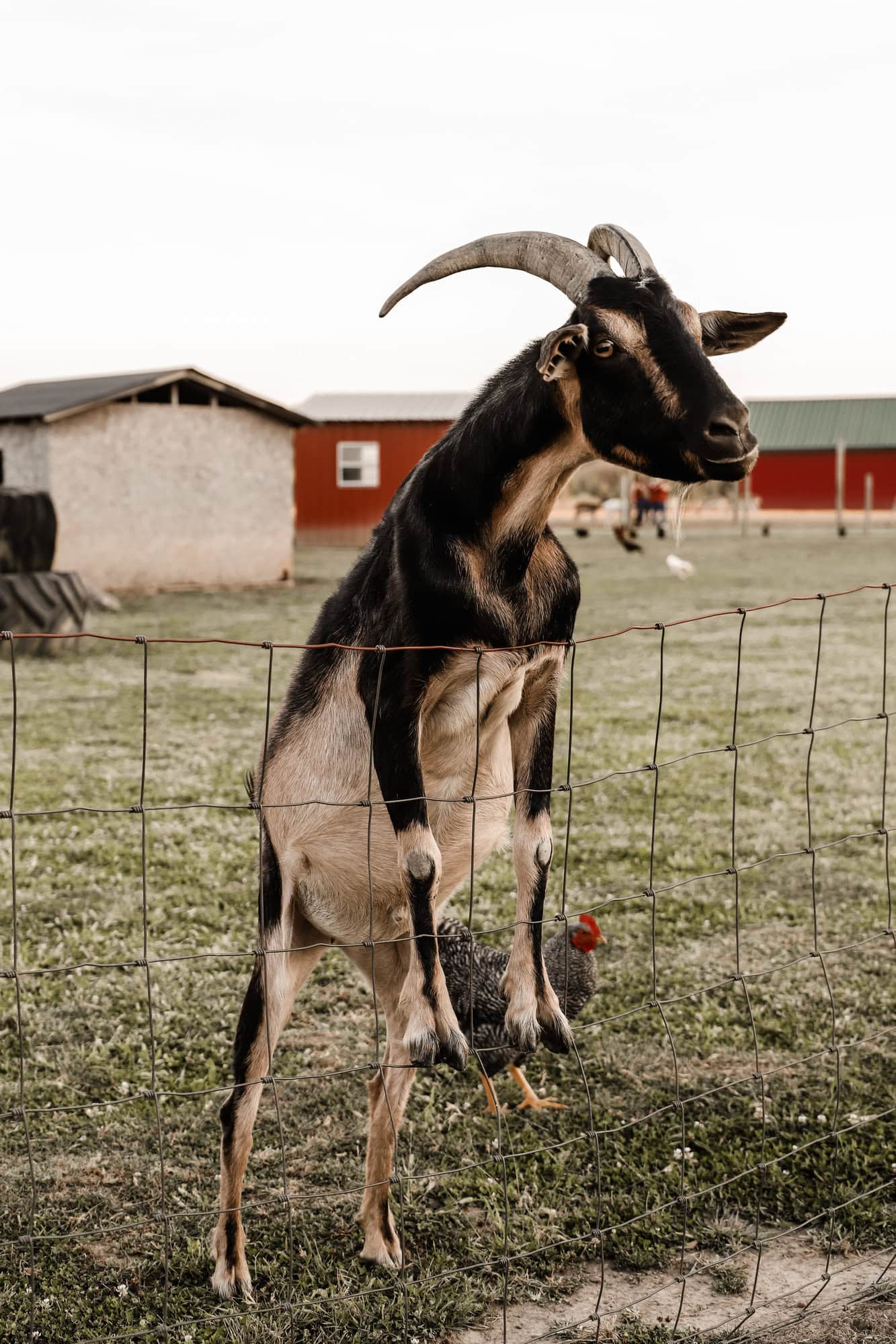 Piney Acres Farm