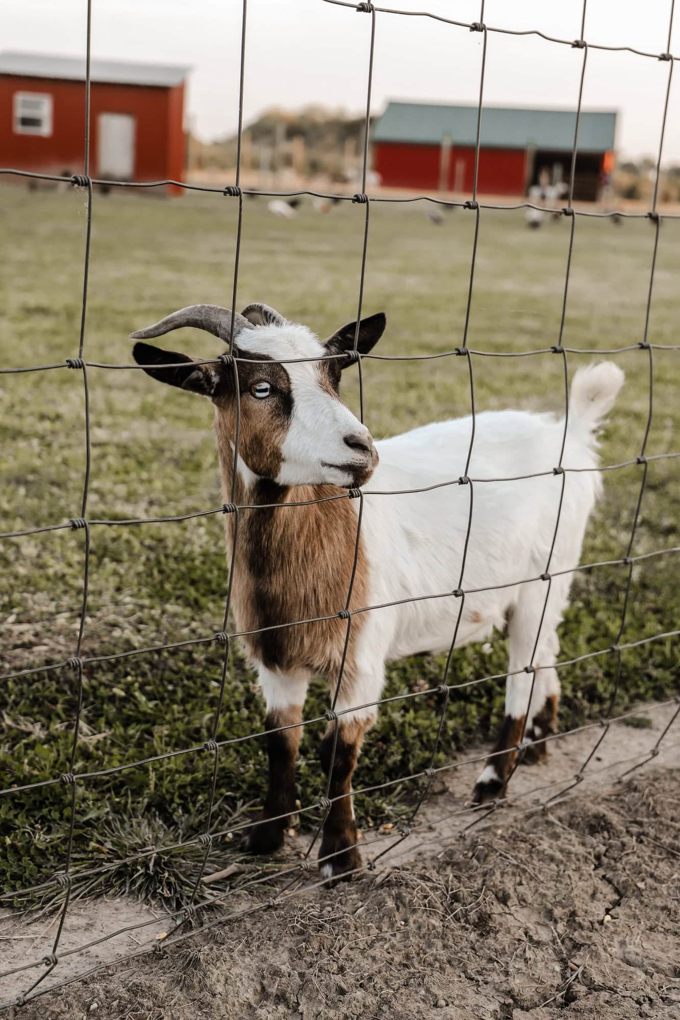 Piney Acres Farm