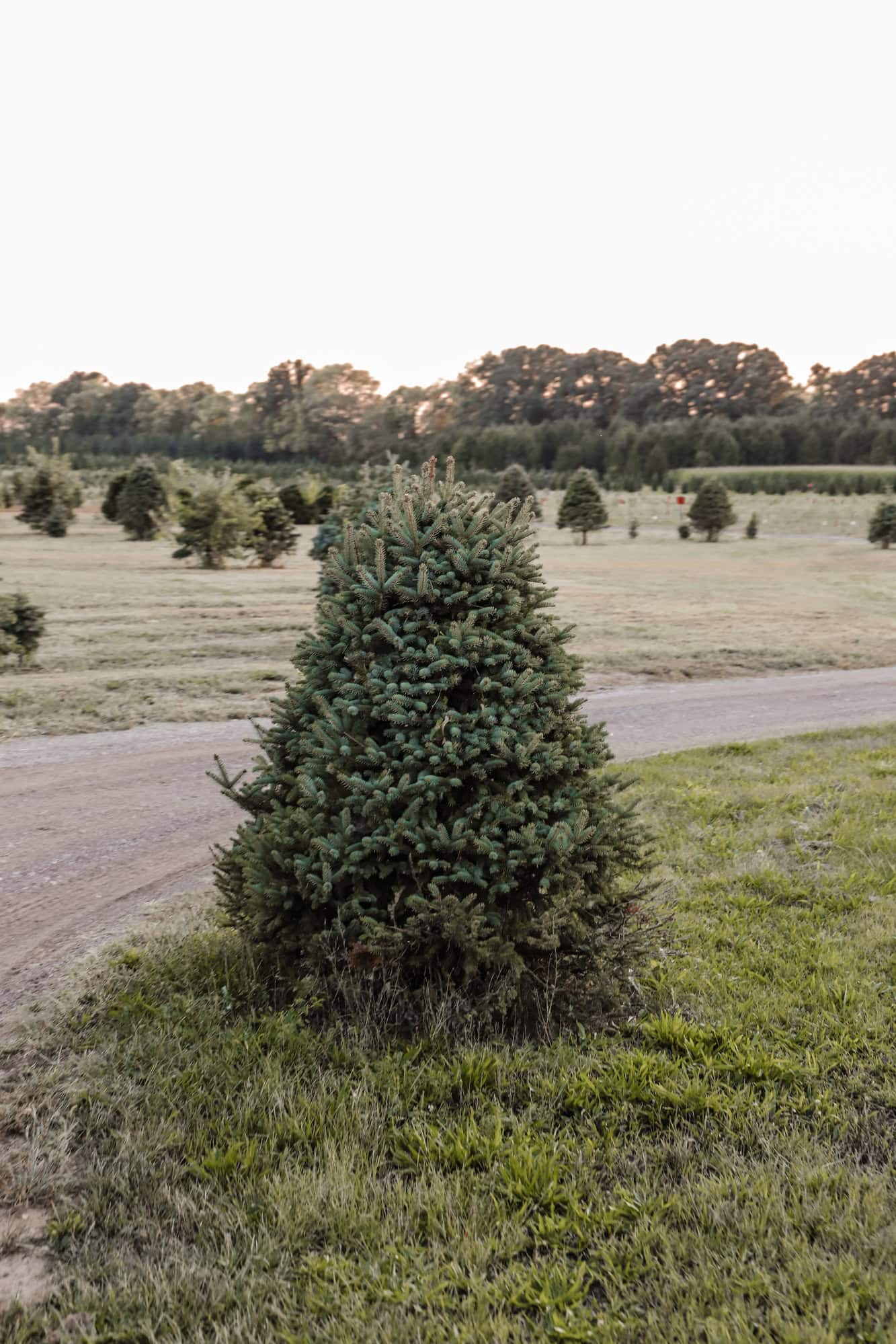 Piney Acres Farm