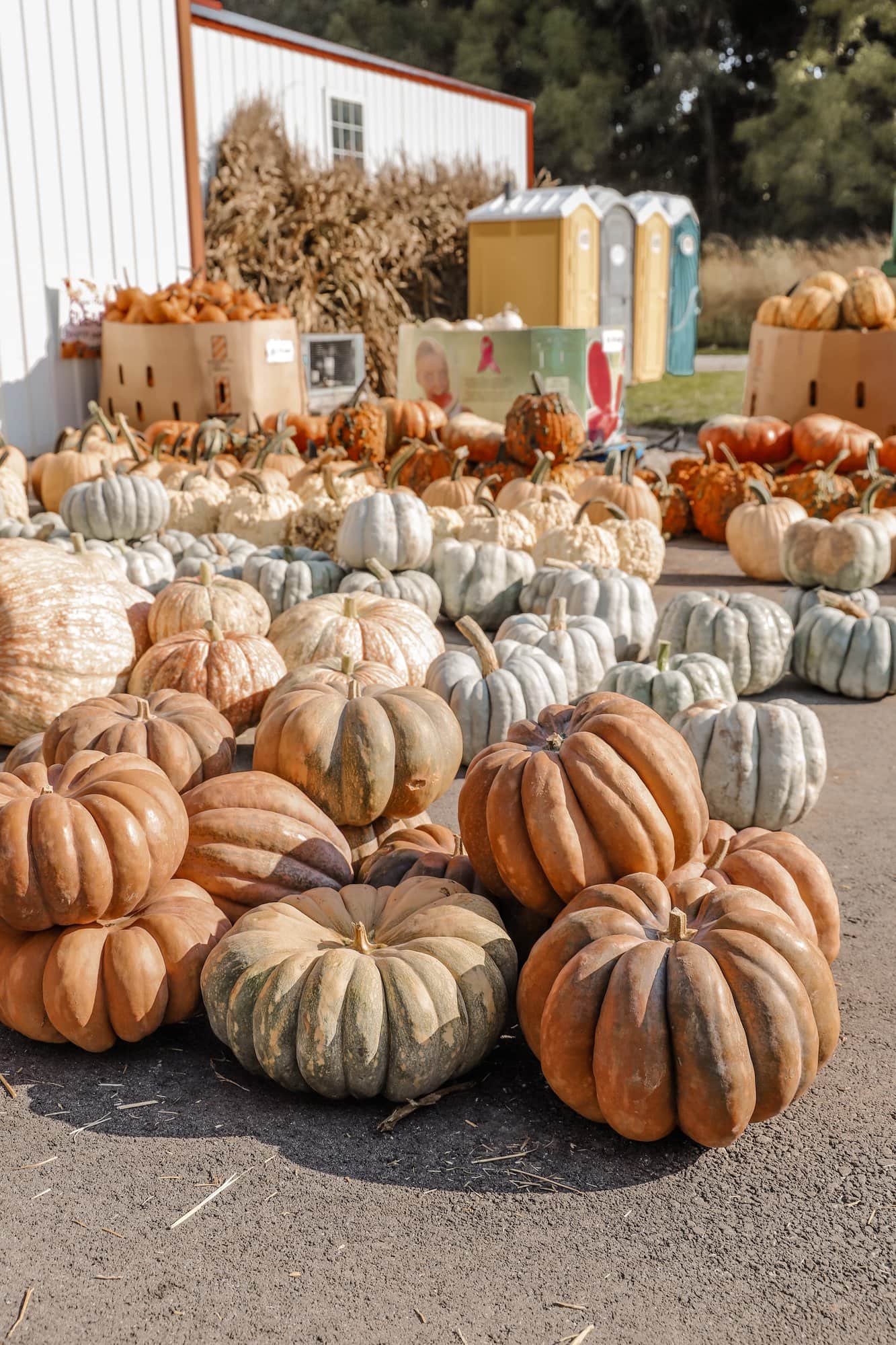 Spencer Farm | Indianapolis Apple Orchard & Pumpkin Patch Guide