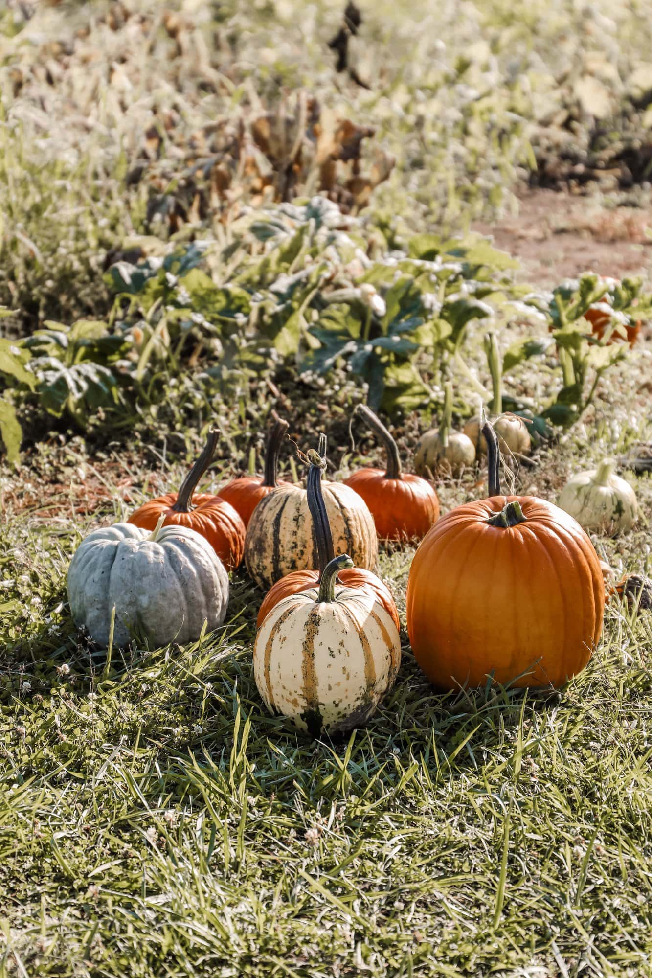 Spencer Farm | Indianapolis Apple Orchard & Pumpkin Patch Guide