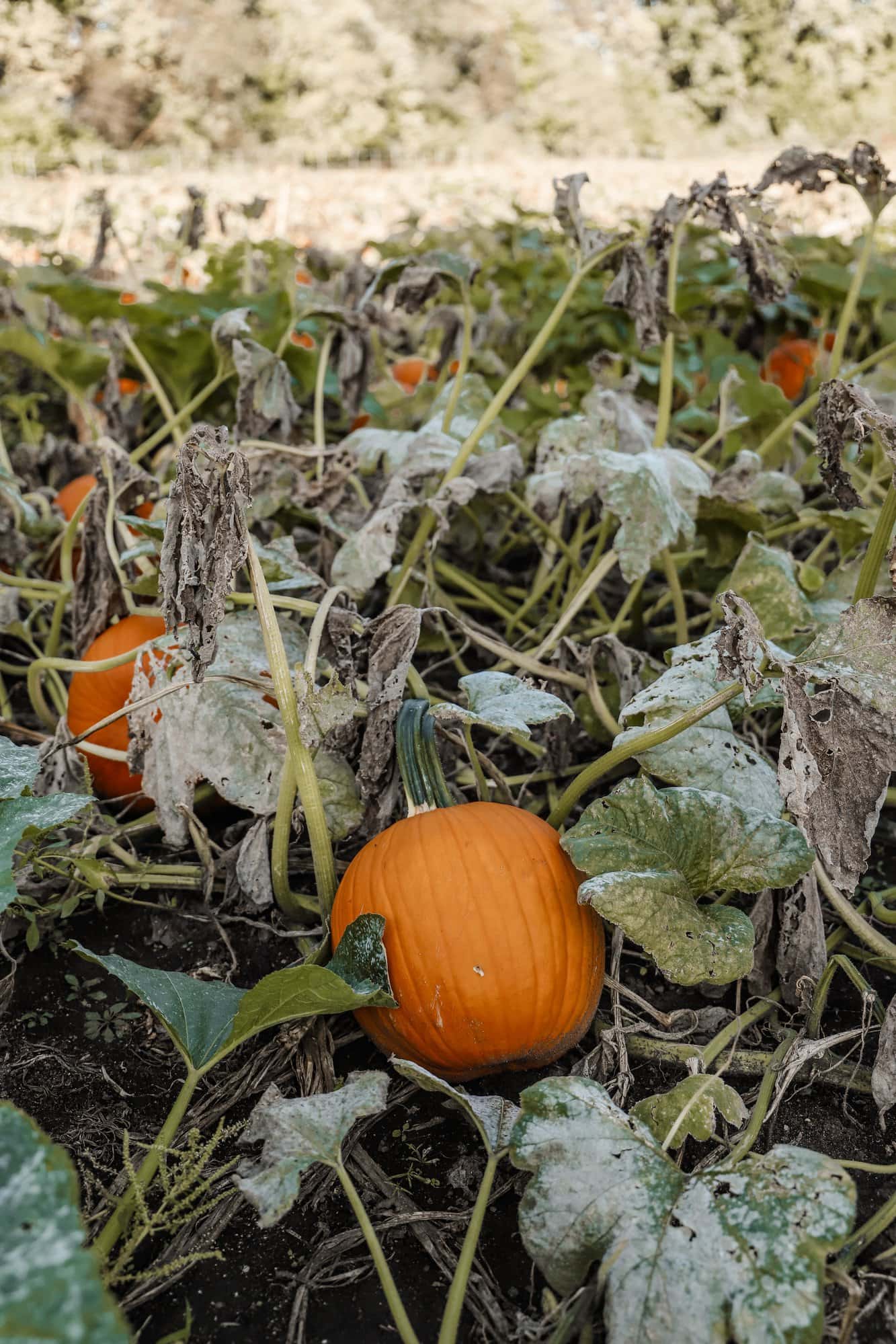 Spencer Farm | Indianapolis Apple Orchard & Pumpkin Patch Guide