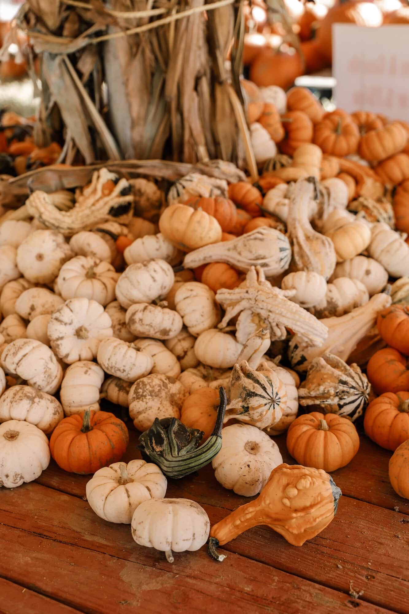 Hogan Farms Pumpkin Patch & Corn Maze