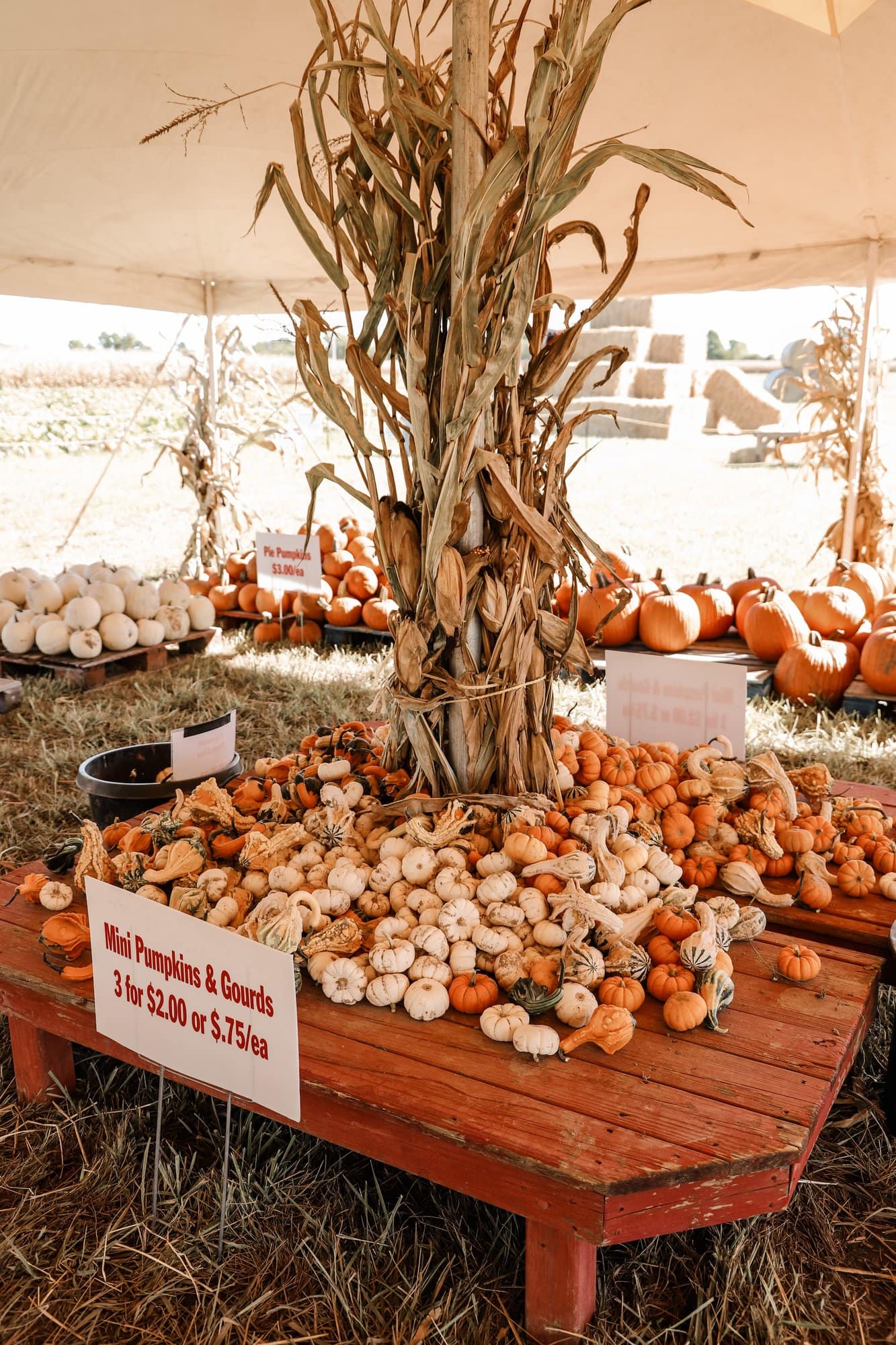 Hogan Farms Pumpkin Patch & Corn Maze