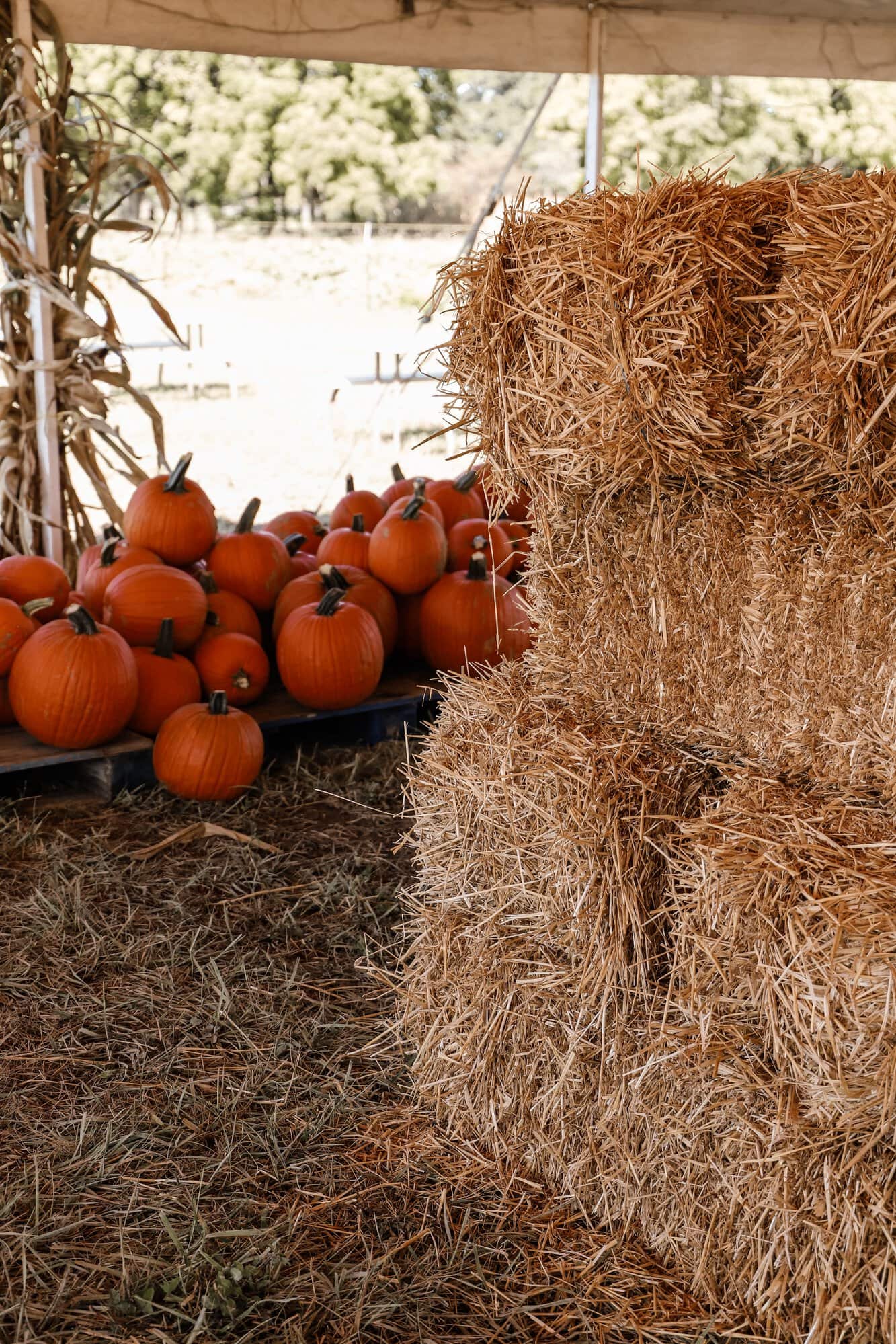 Hogan Farms Pumpkin Patch & Corn Maze