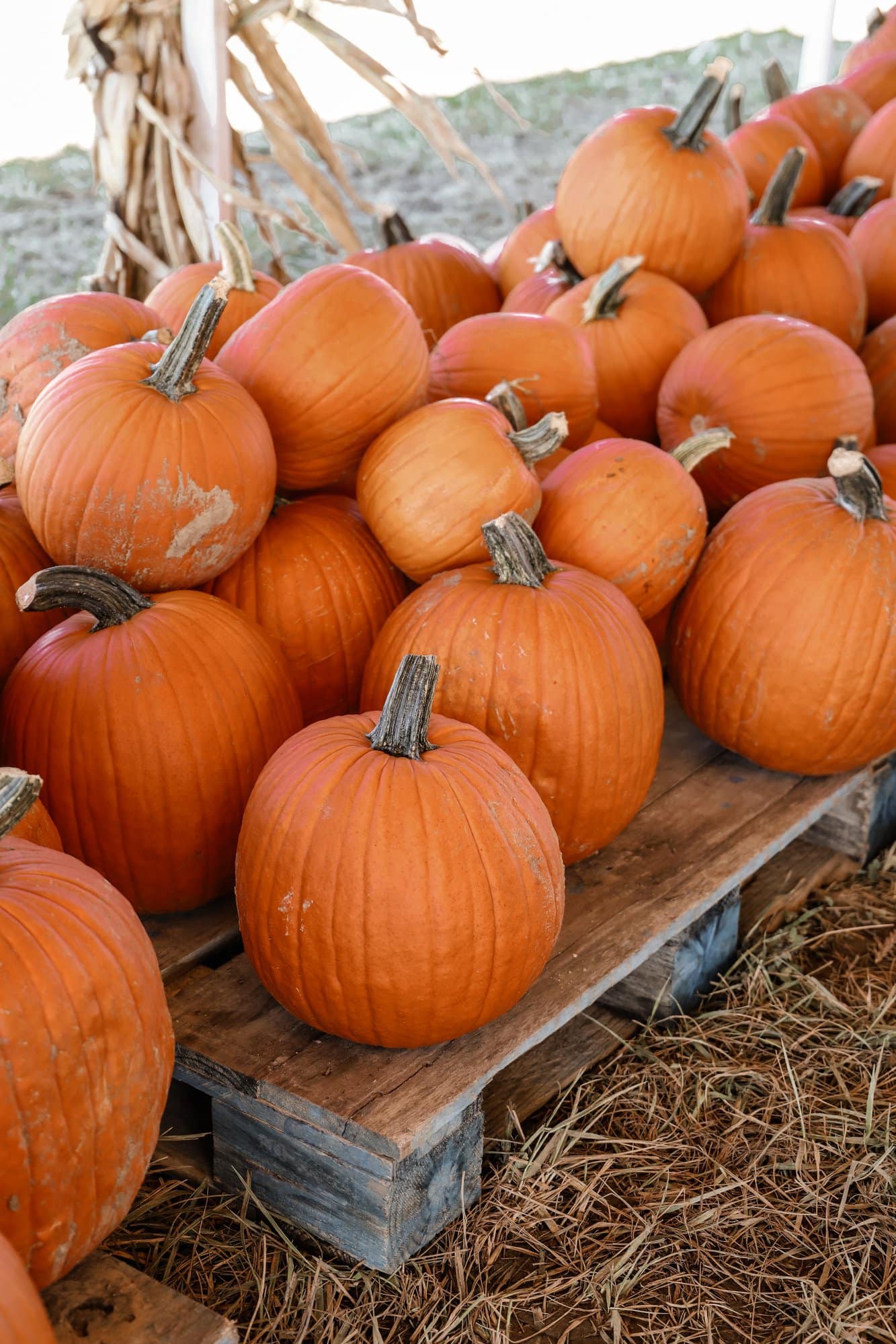 Hogan Farms Pumpkin Patch & Corn Maze