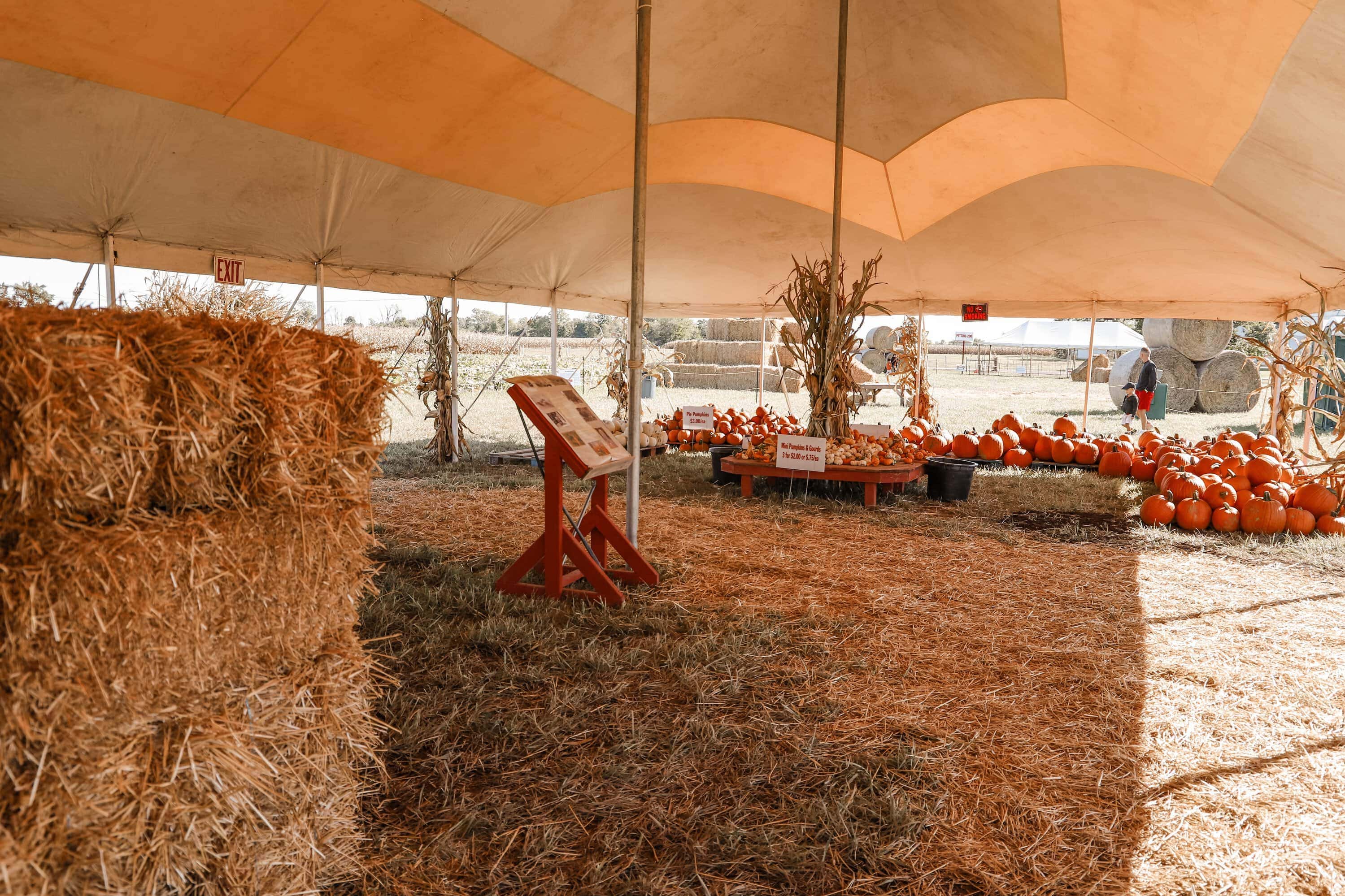 Hogan Farms Pumpkin Patch & Corn Maze