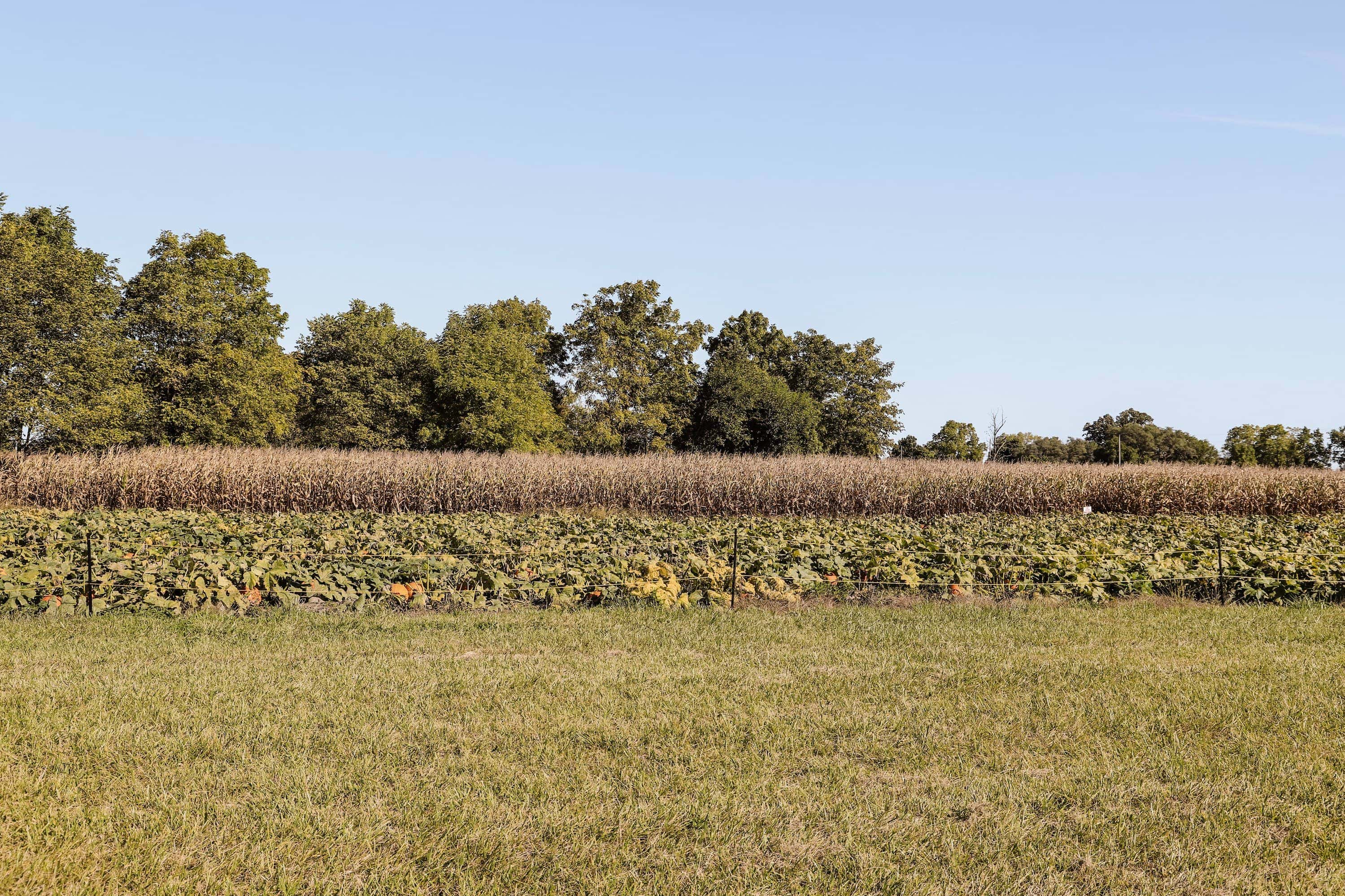 Hogan Farms Pumpkin Patch & Corn Maze