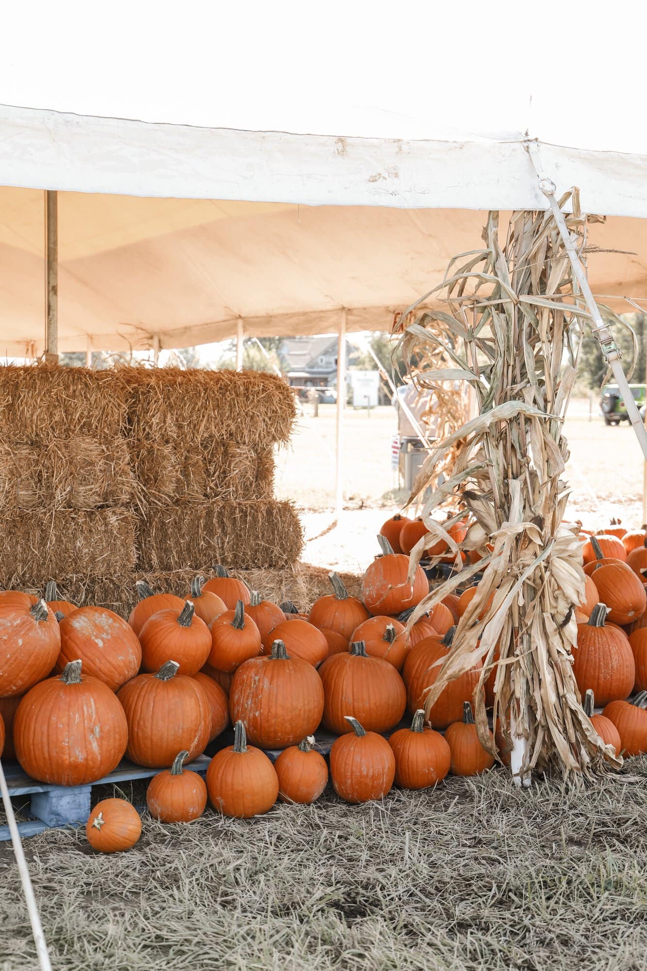 Hogan Farms Pumpkin Patch & Corn Maze