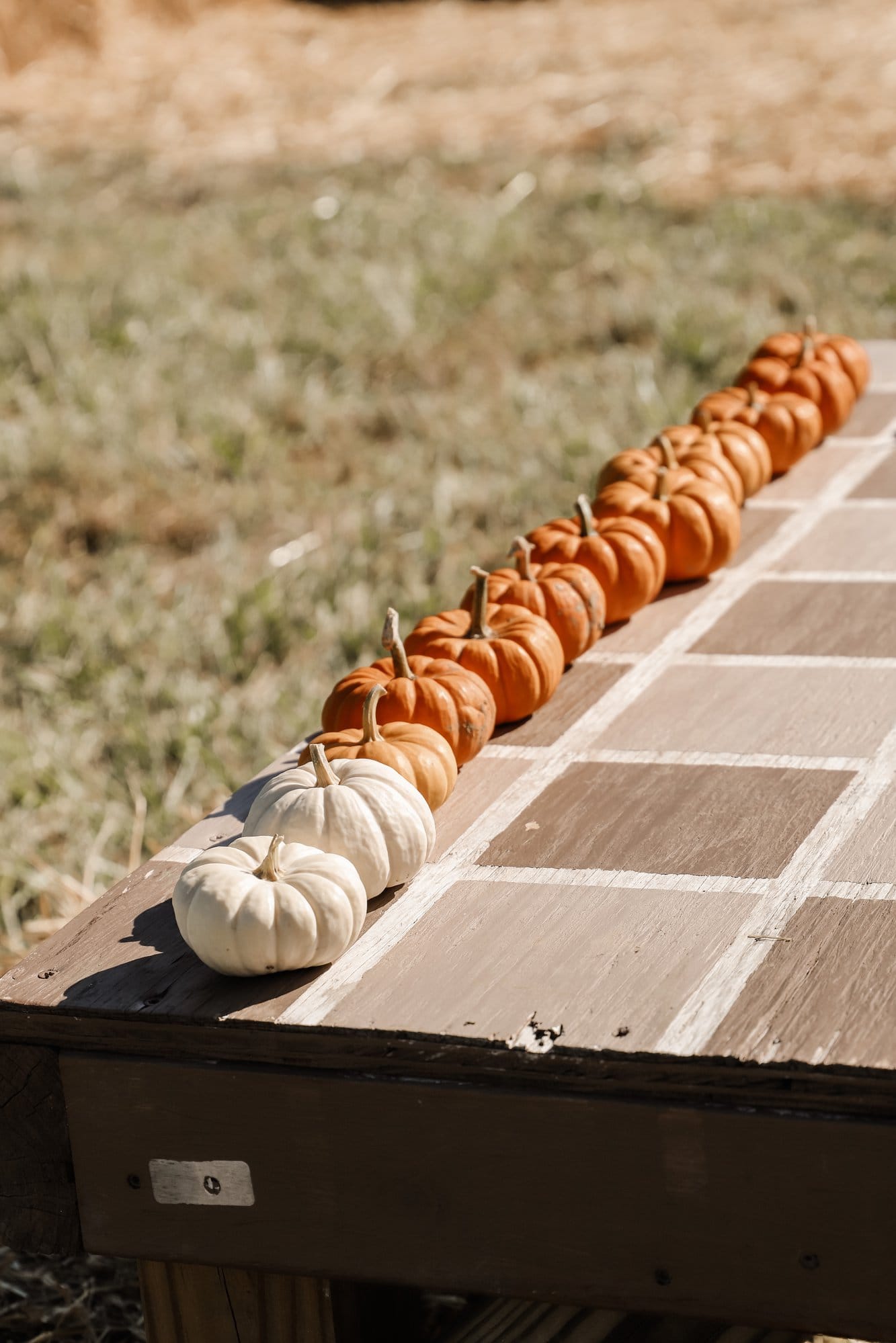 Hogan Farms Pumpkin Patch & Corn Maze