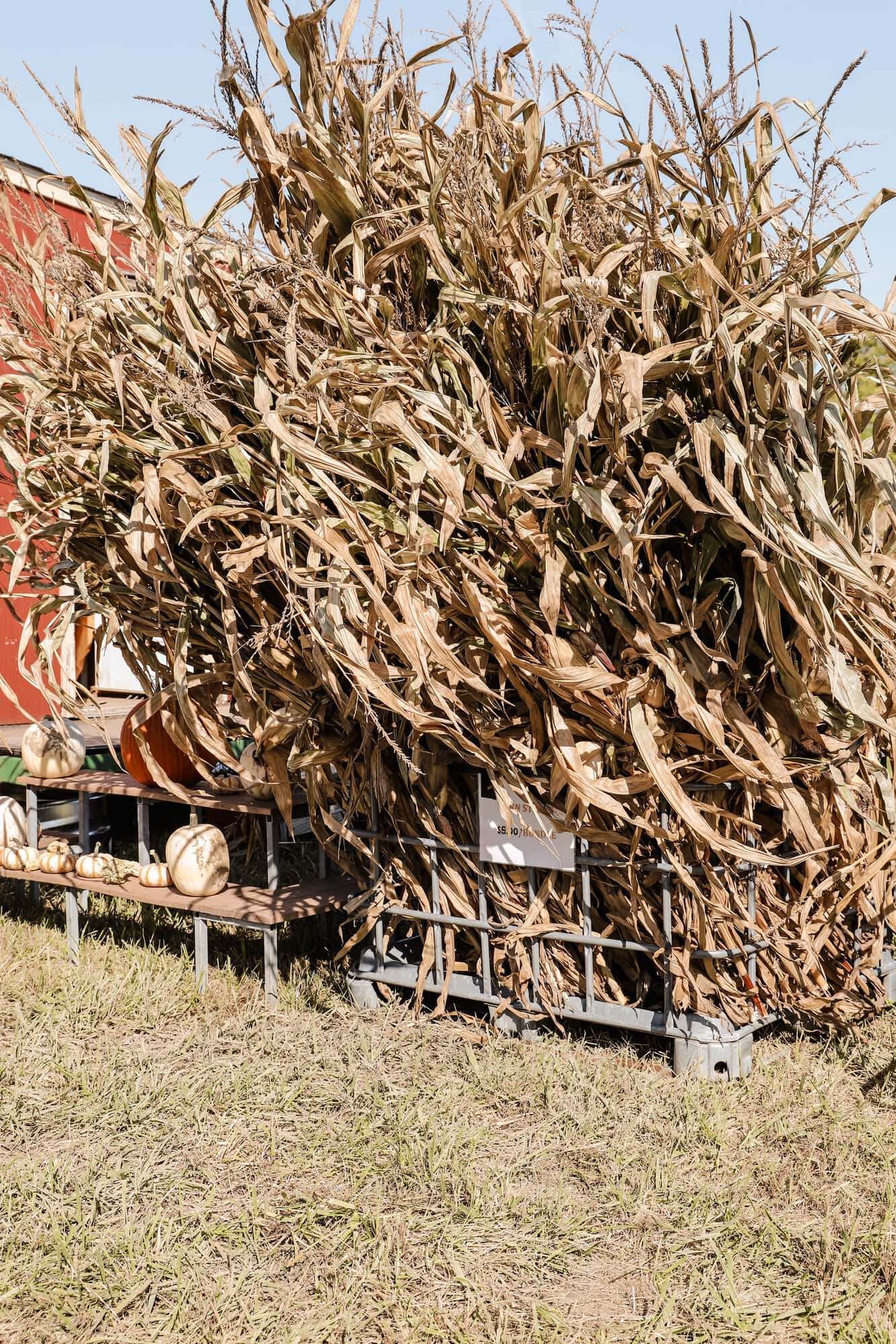 Hogan Farms Pumpkin Patch & Corn Maze