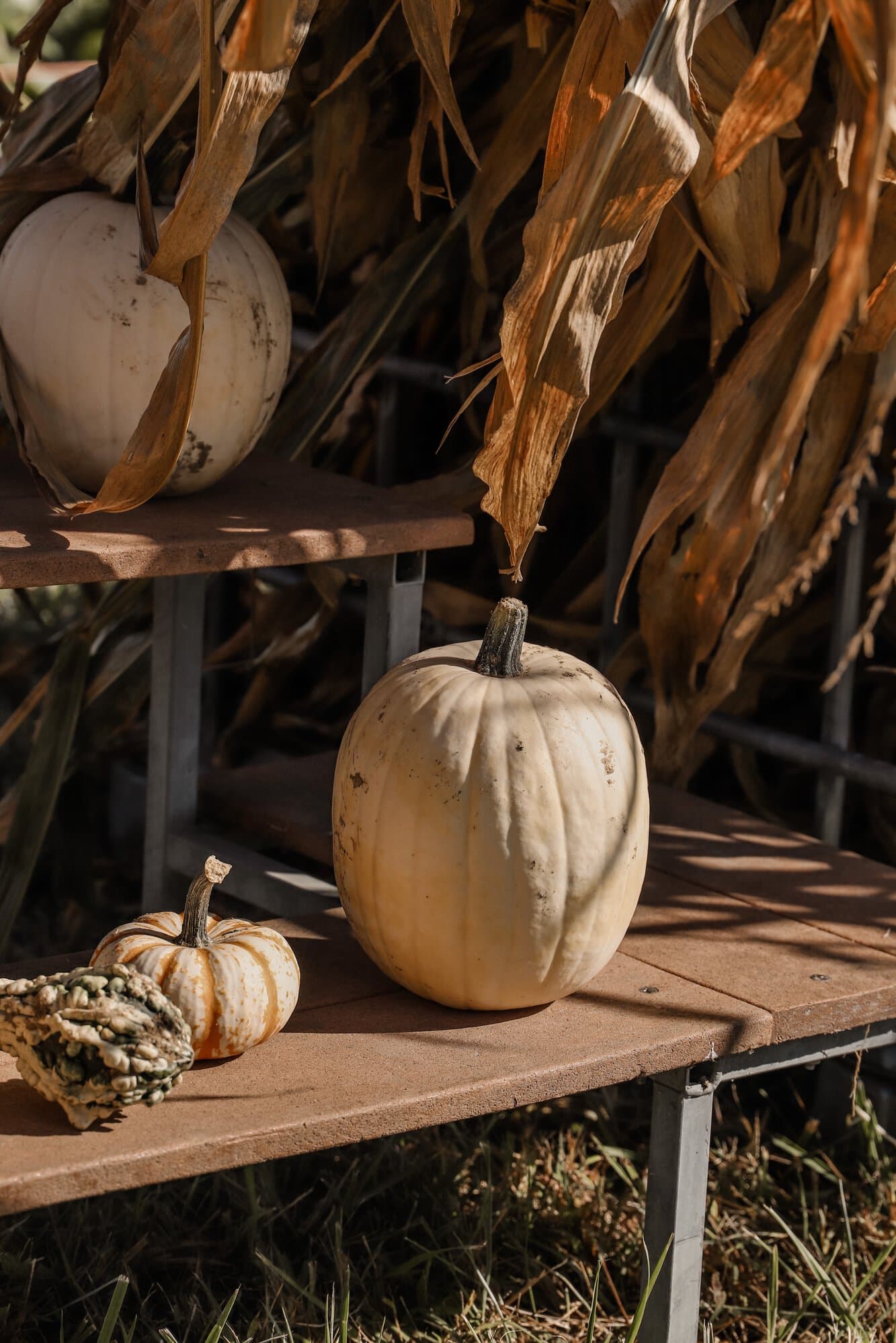 Hogan Farms Pumpkin Patch & Corn Maze