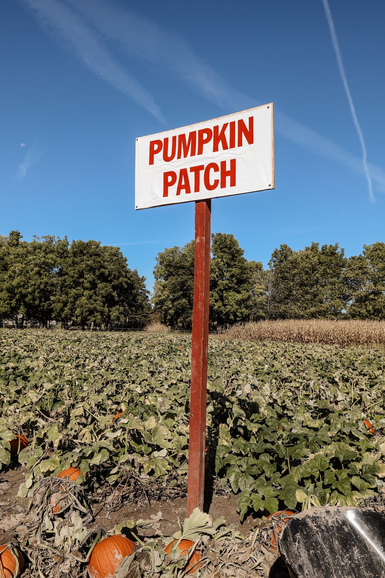 Hogan Farms Pumpkin Patch & Corn Maze