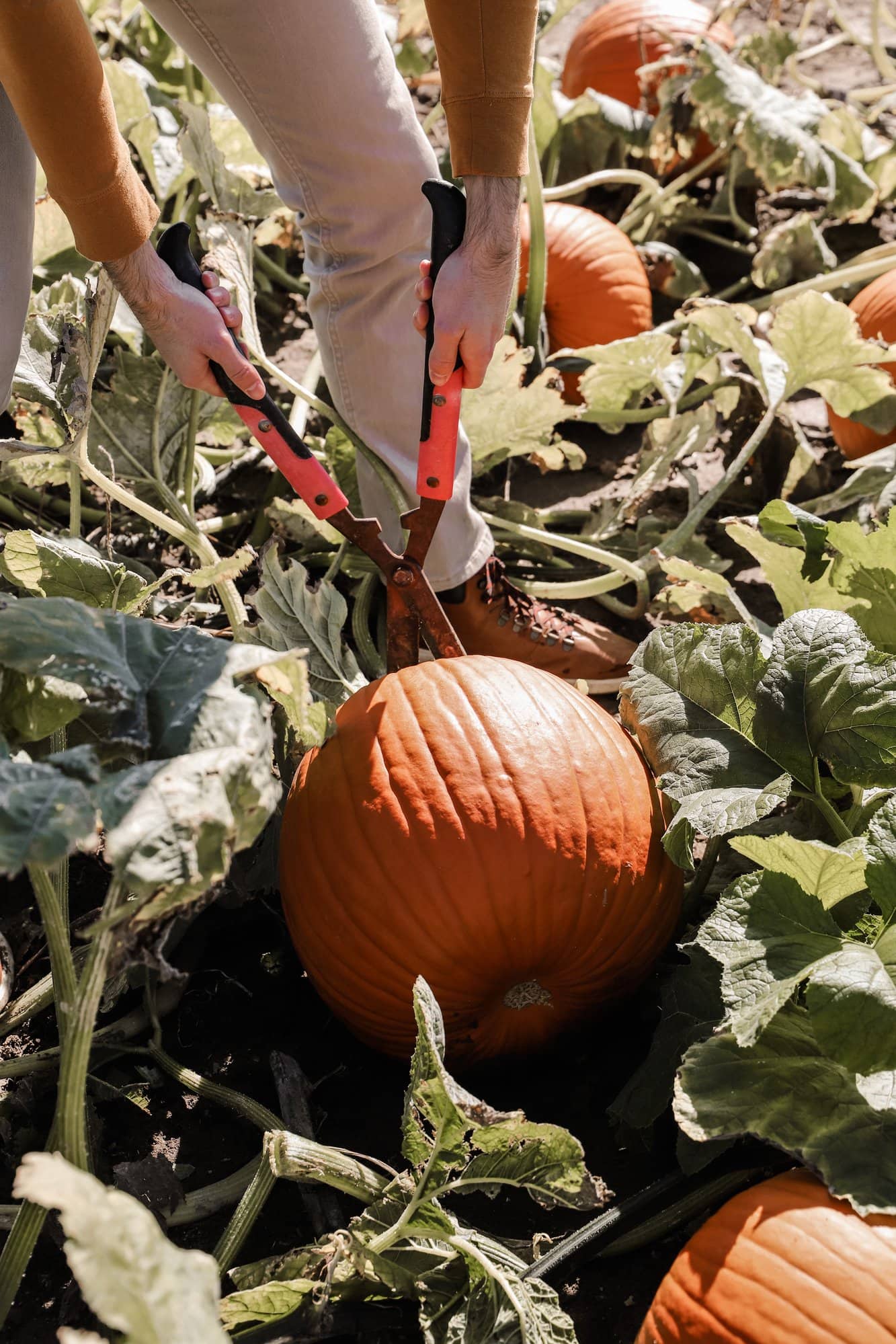 Hogan Farms Pumpkin Patch & Corn Maze