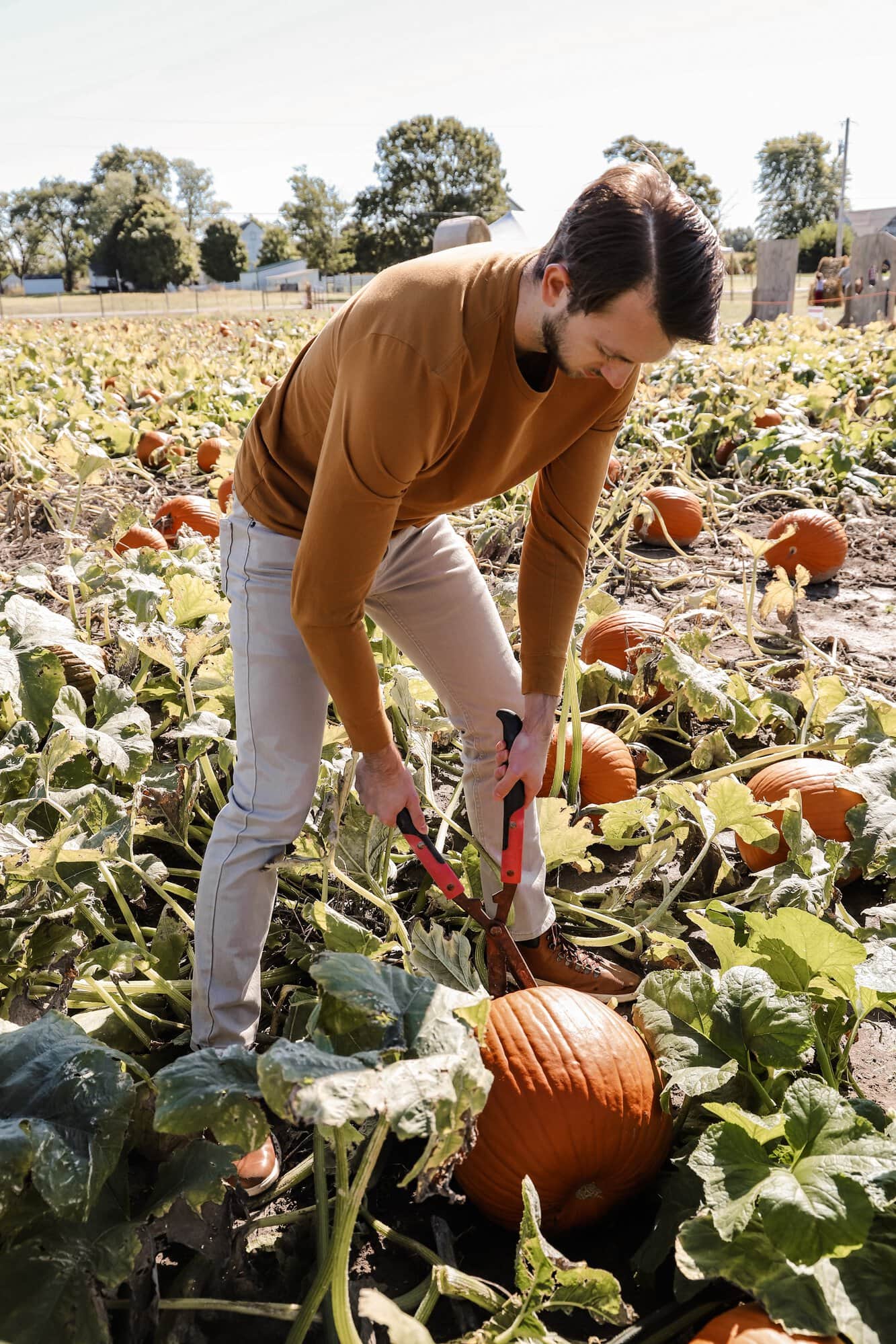 Hogan Farms Pumpkin Patch & Corn Maze