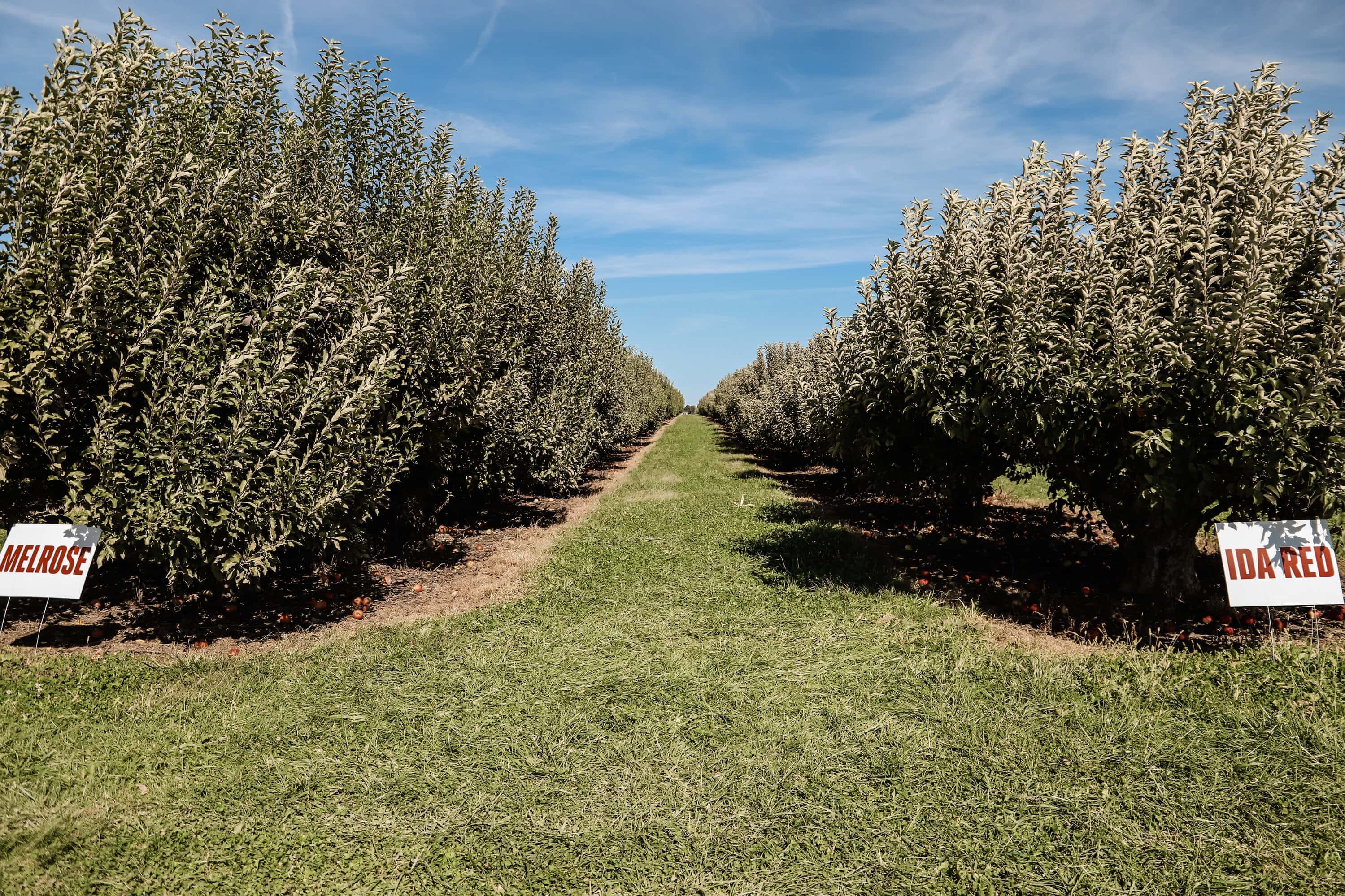 Beasley's Orchard | Indianapolis Apple Orchard & Pumpkin Patch Guide