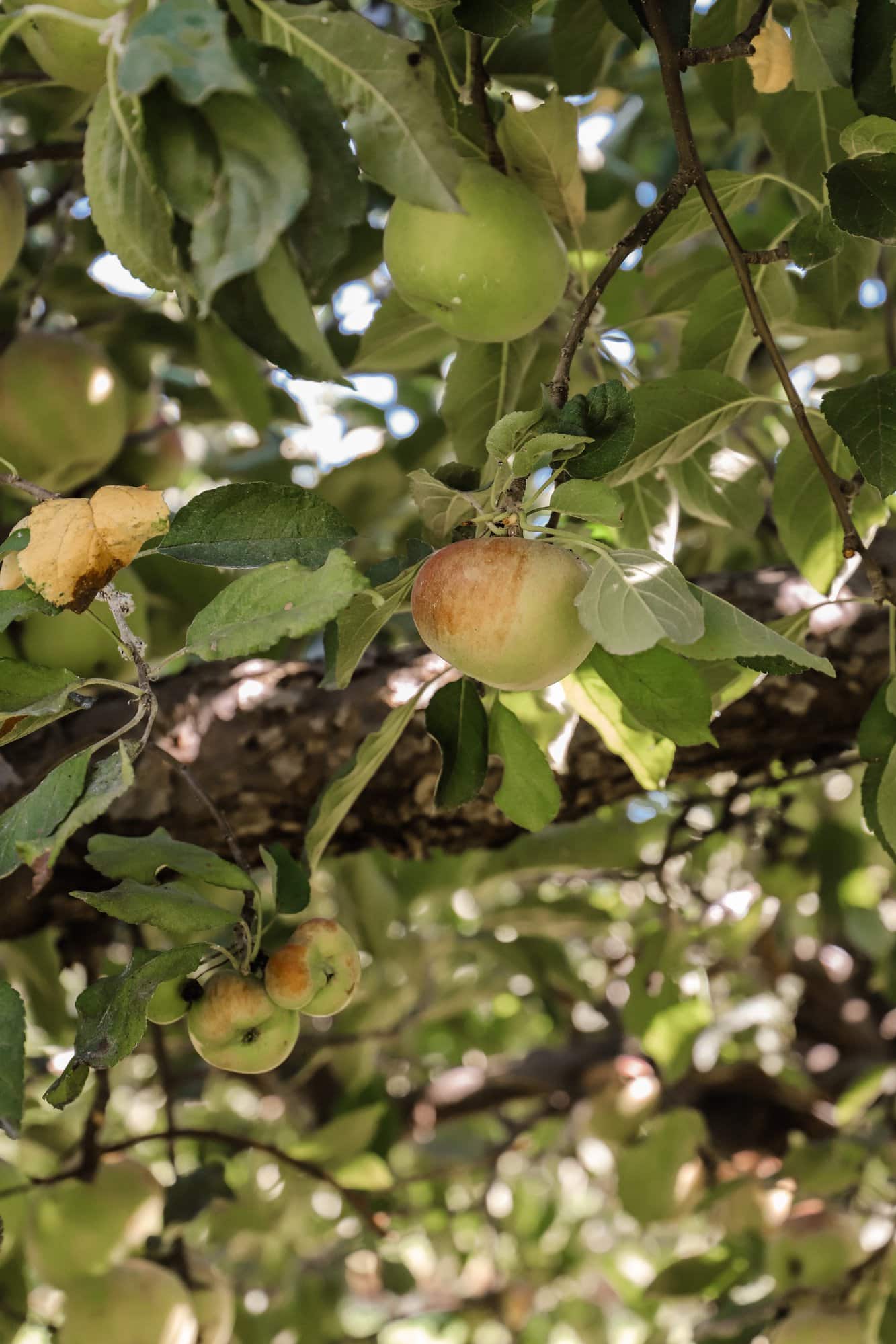 Beasley's Orchard | Indianapolis Apple Orchard & Pumpkin Patch Guide