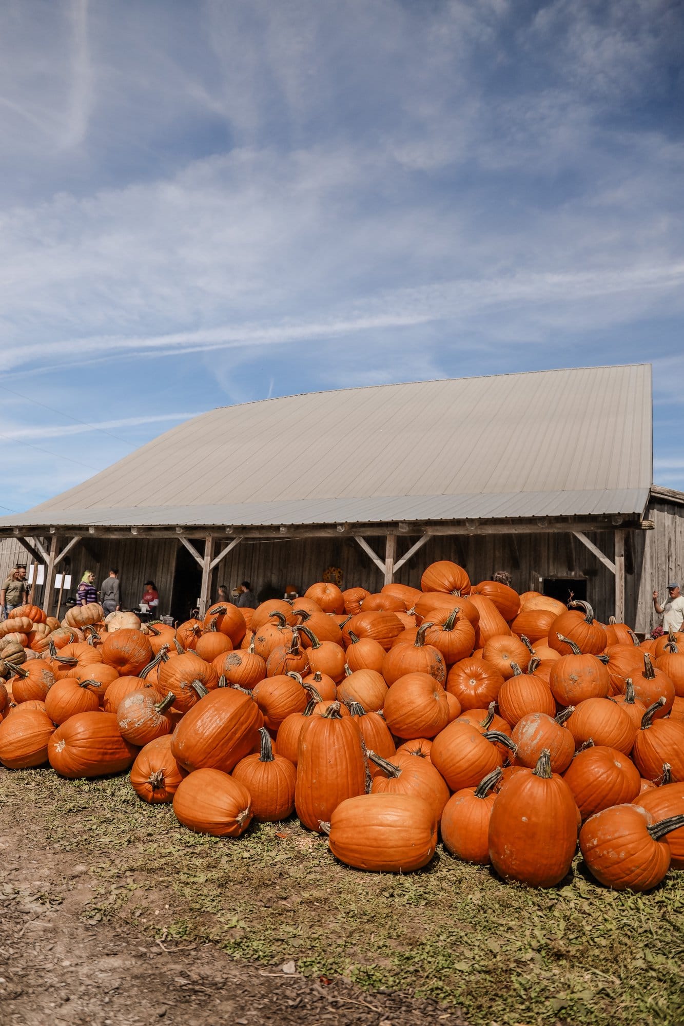 Beasley's Orchard | Indianapolis Apple Orchard & Pumpkin Patch Guide