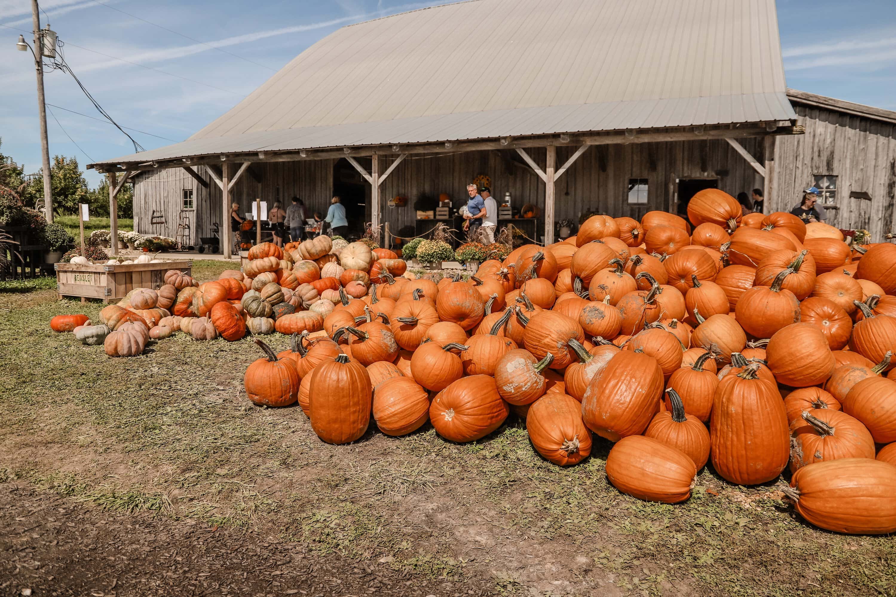 Beasley's Orchard | Indianapolis Apple Orchard & Pumpkin Patch Guide