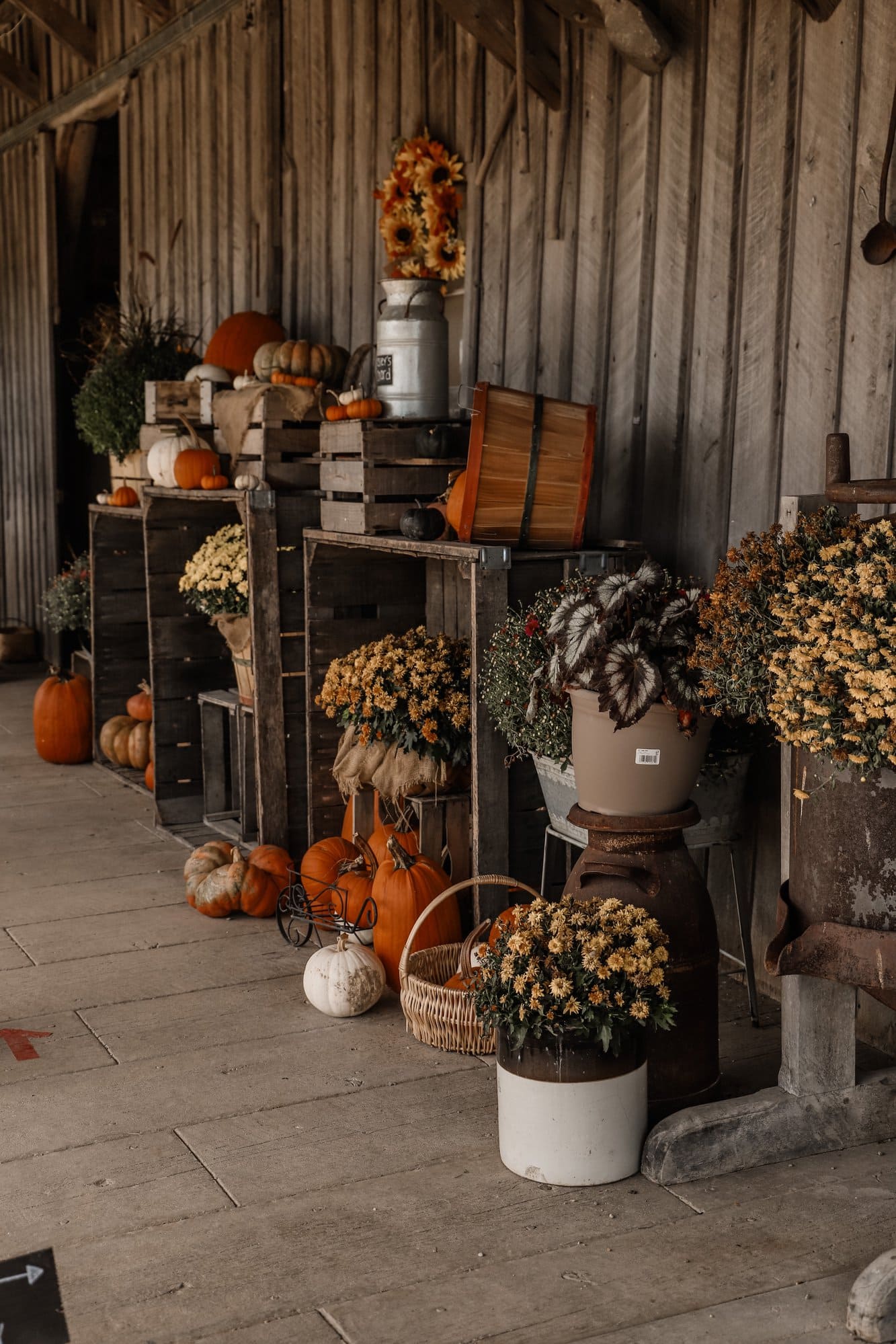 Beasley's Orchard | Indianapolis Apple Orchard & Pumpkin Patch Guide