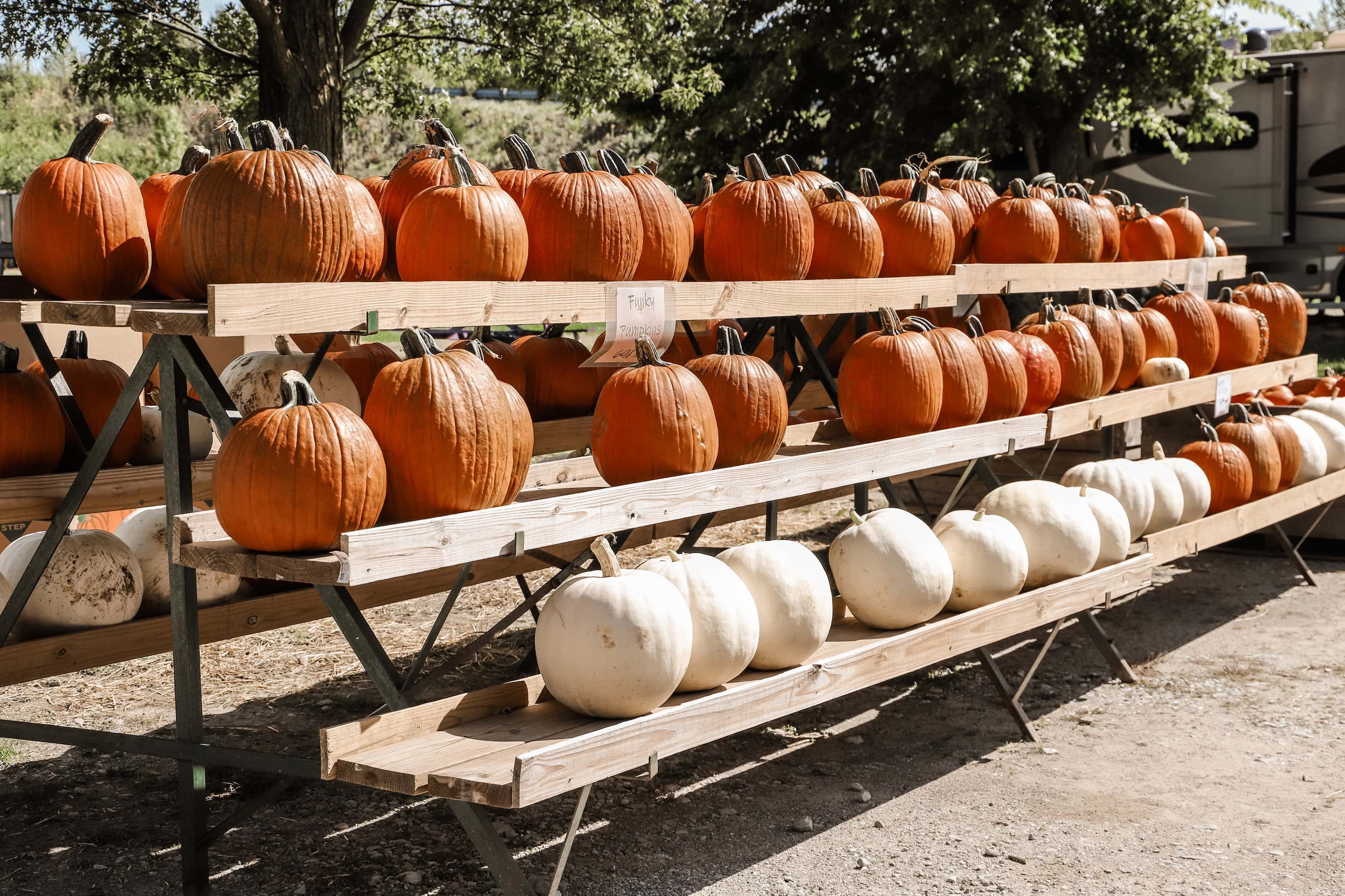 Waterman's Family Farm pumpkins