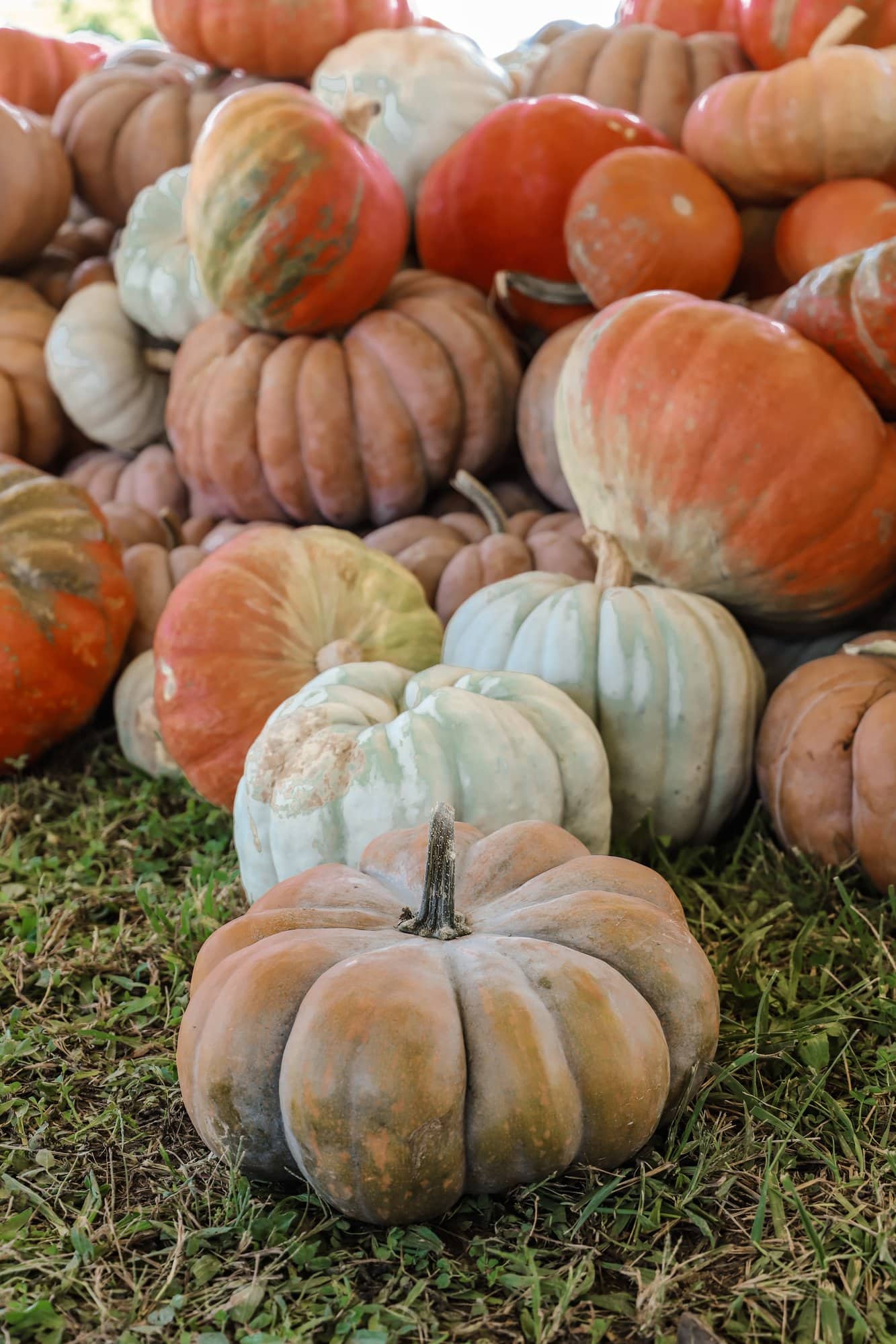 Beasley's Orchard | Indianapolis Apple Orchard & Pumpkin Patch Guide