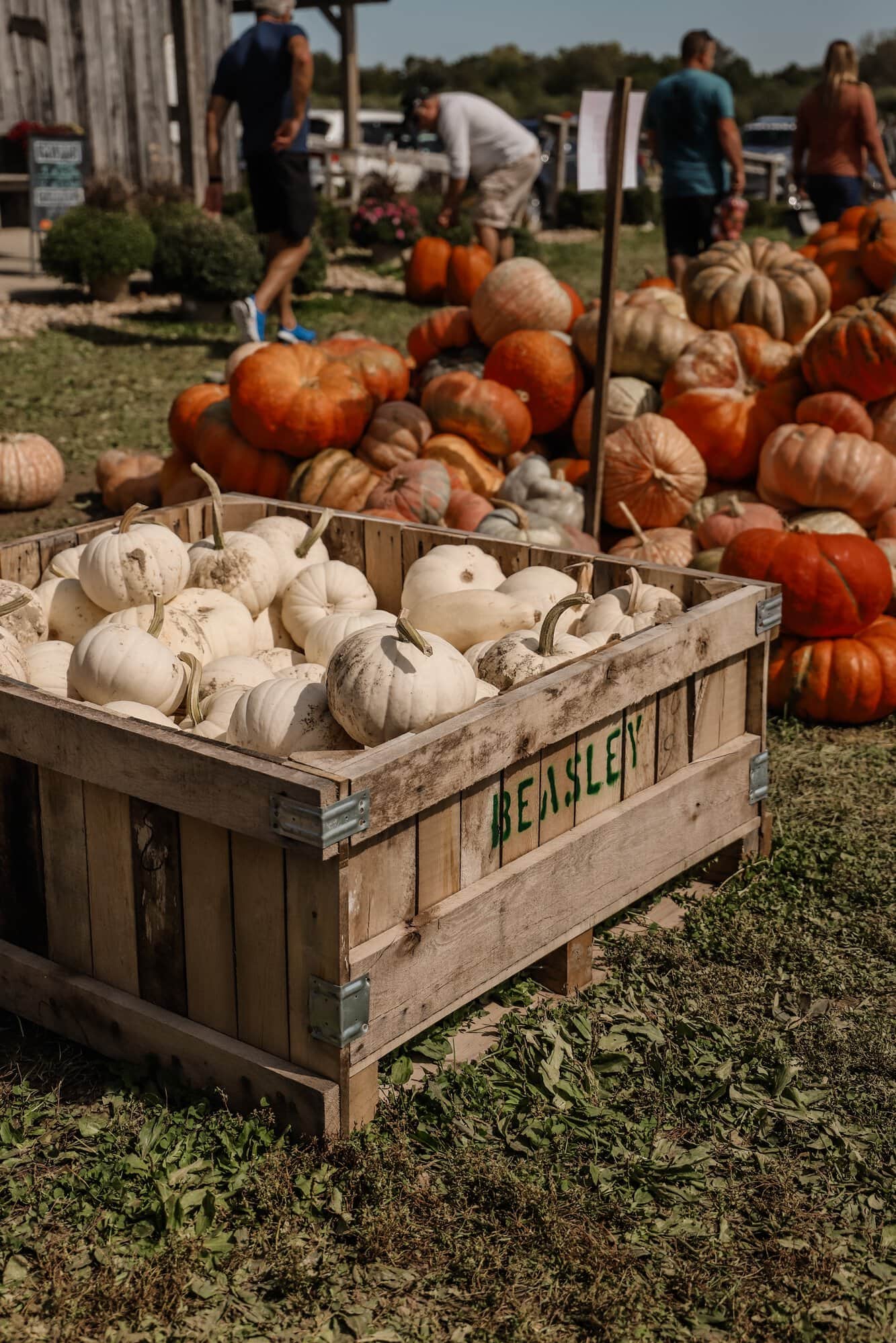 Beasley's Orchard | Indianapolis Apple Orchard & Pumpkin Patch Guide