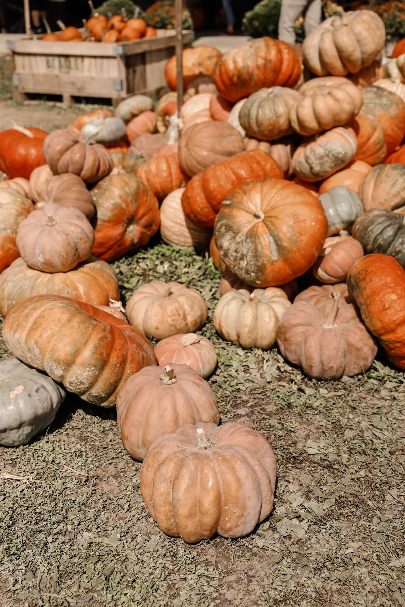 Beasley's Orchard | Indianapolis Apple Orchard & Pumpkin Patch Guide