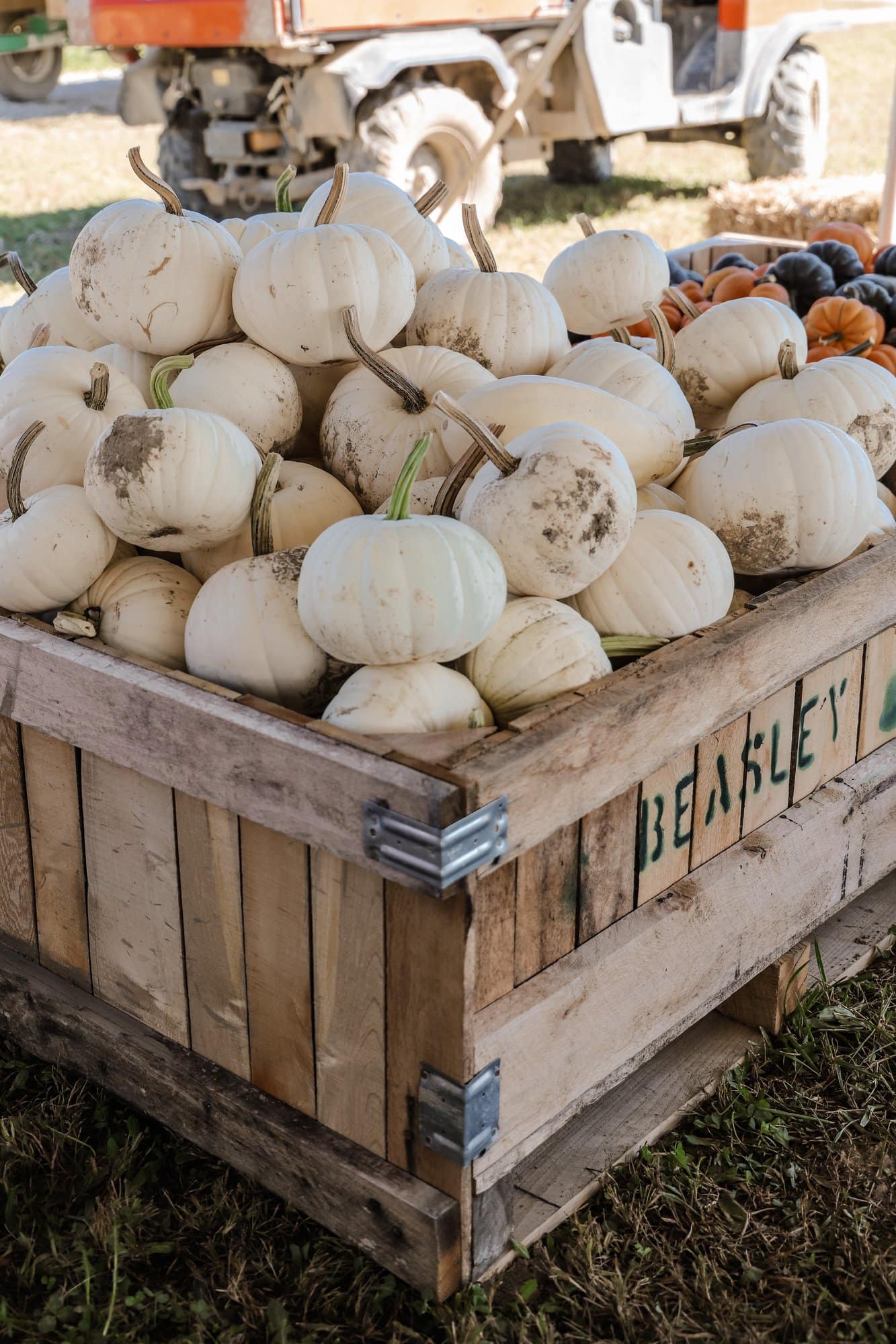 Beasley's Orchard | Indianapolis Apple Orchard & Pumpkin Patch Guide