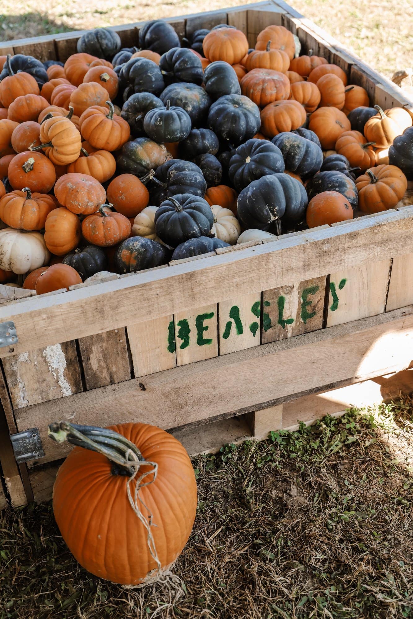 Beasley's Orchard | Indianapolis Apple Orchard & Pumpkin Patch Guide